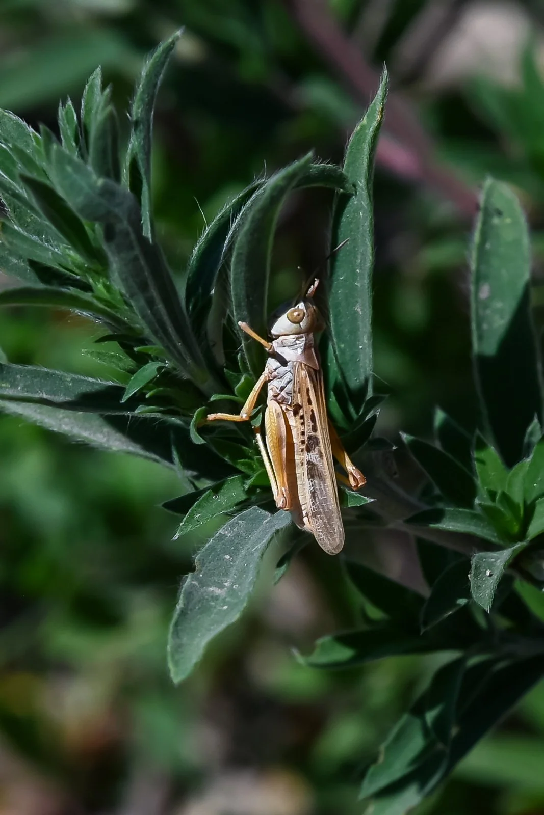 "Biblical" plague of reveals unintended consequences of a