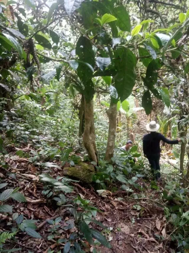 The Tea Master from Banna