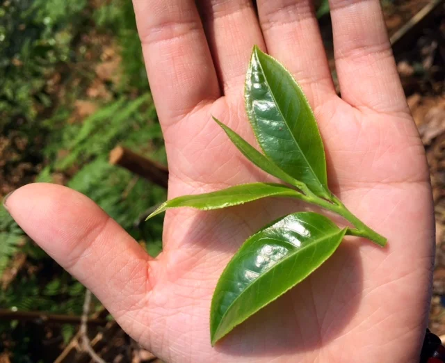 The Three S's of Evaluating Puer Tea