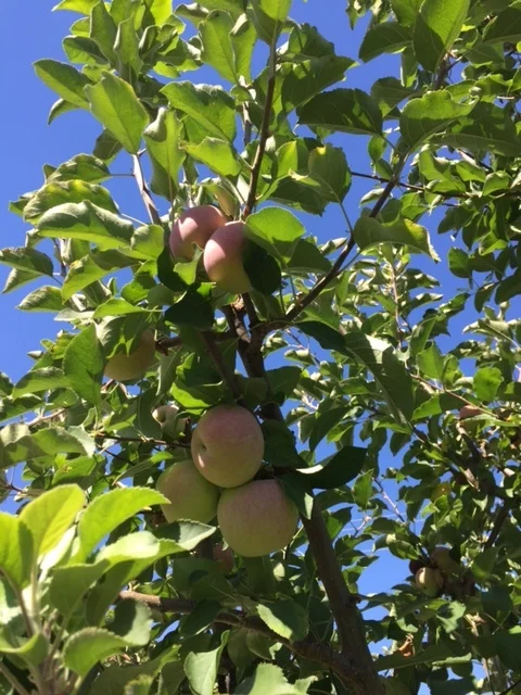 apple-tree-empteaness.JPG