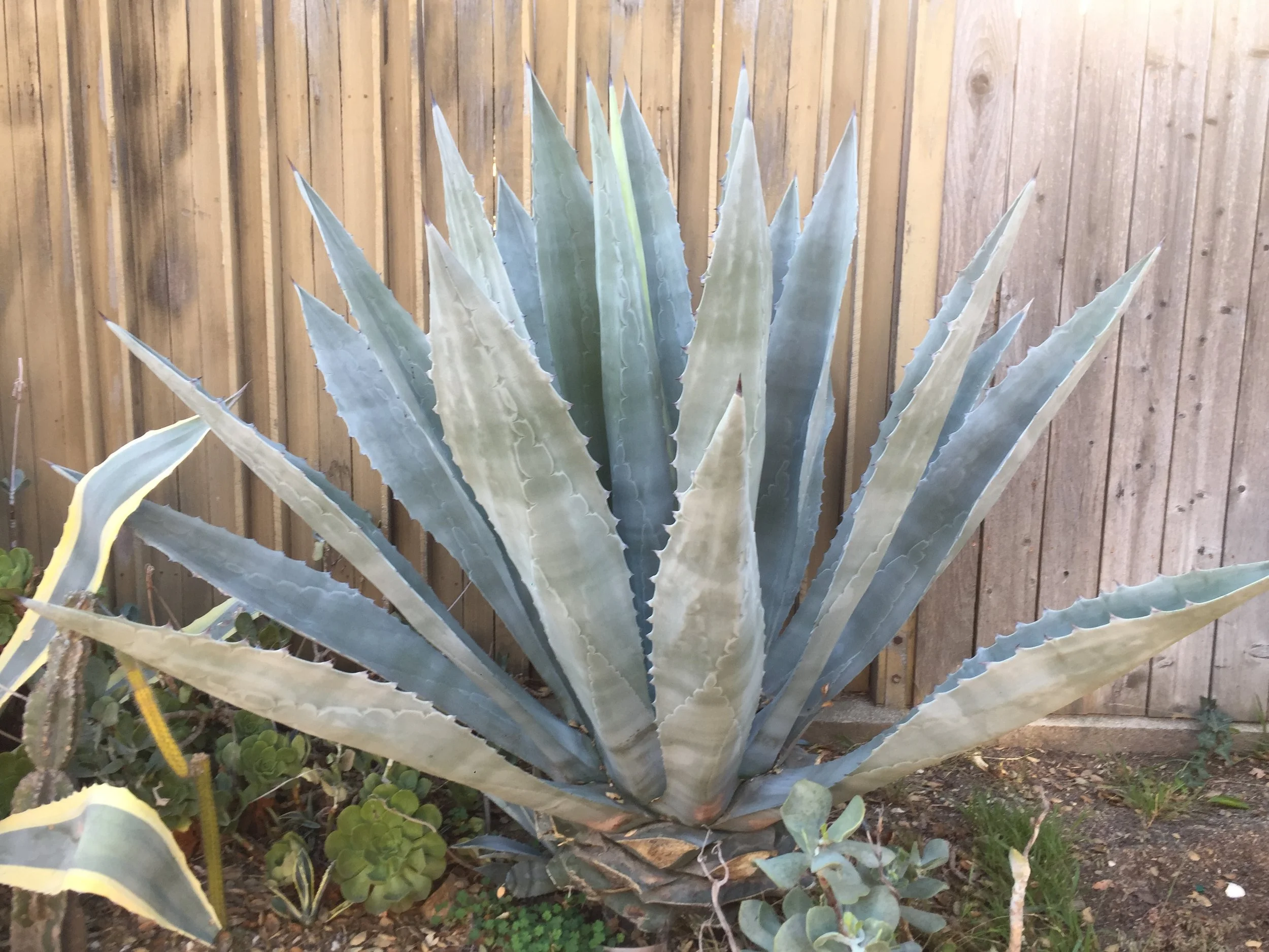 Away from the Blue Agave