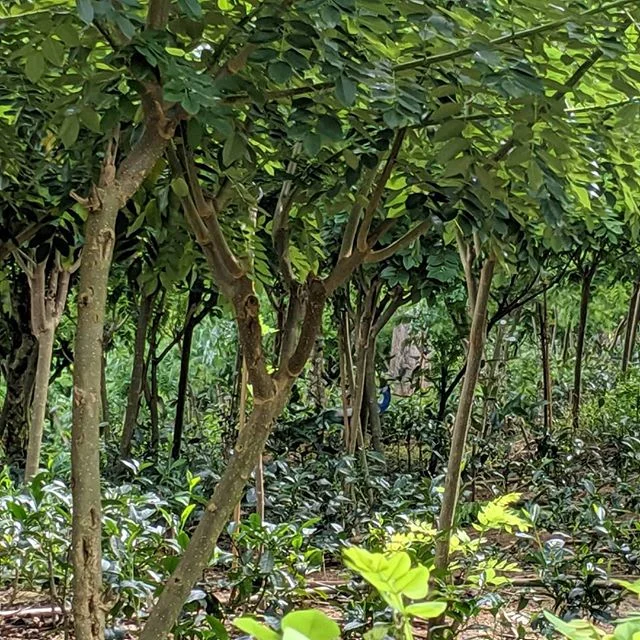 Now for a special round of Where's Waldo: Ceylon Tea Plantation Edition. And instead of Waldo, a male peacock among the tea seedlings.
.
.
.
#tea #cha #plantation #srilanka #ceylon #assam #blacktea #photooftheday #nofilter #peacock