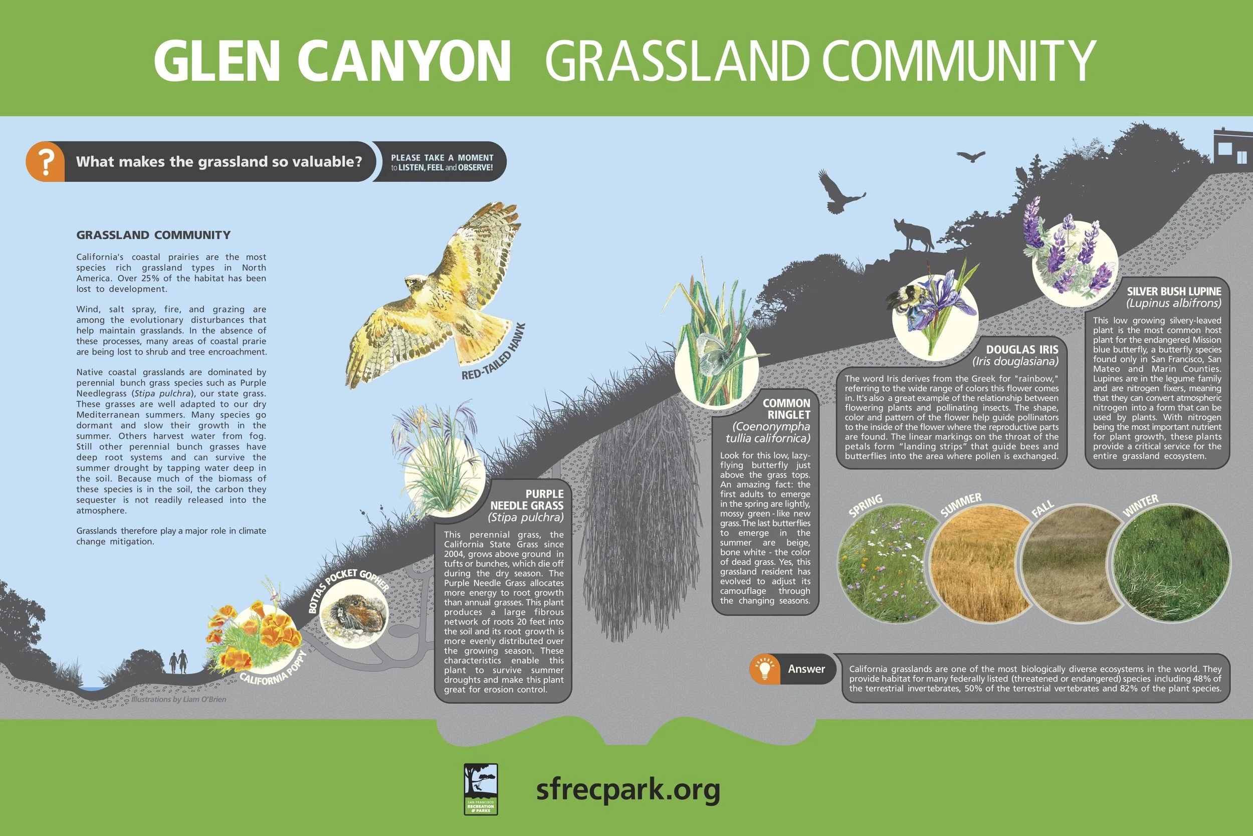 InkeDesign-Glen-Canyon-Park-Interpretive-3Grasslands.jpg