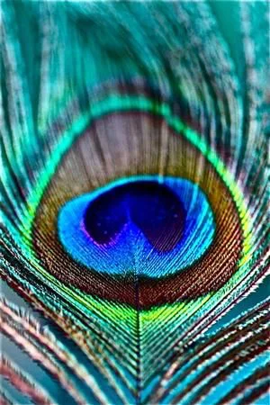 Image result for peacock feather.jpeg