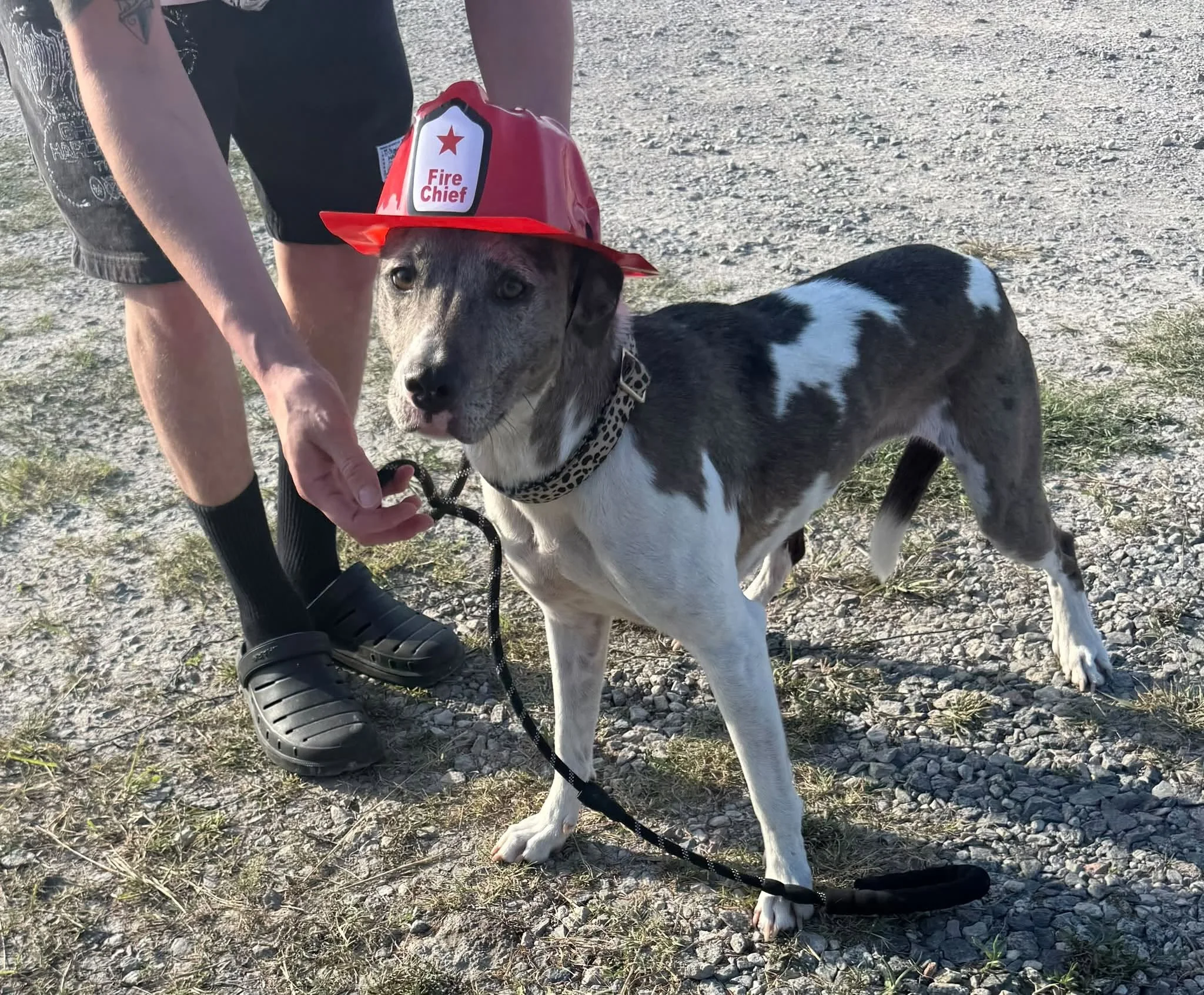 fire dog.jpg