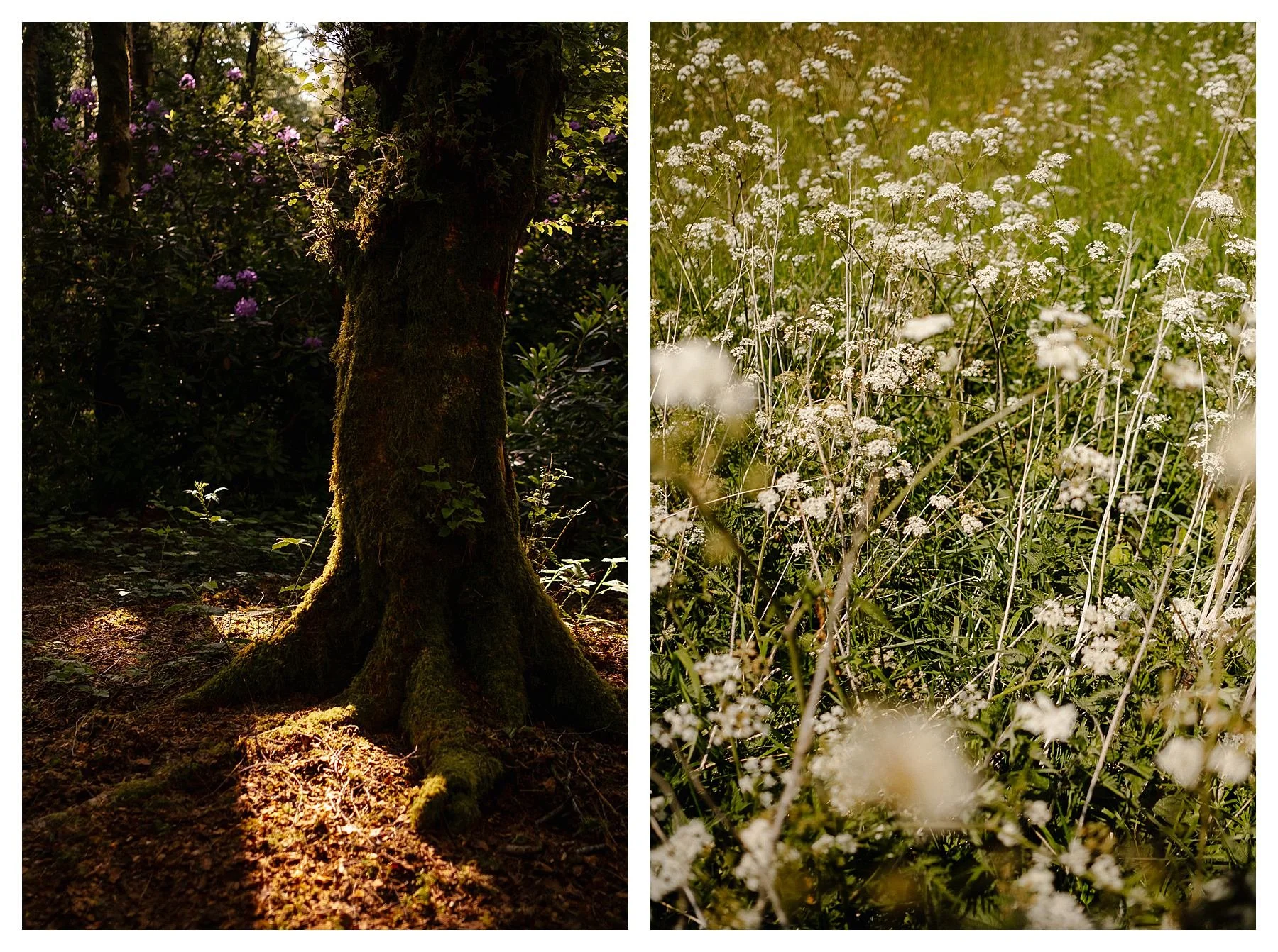 Nature as therapy