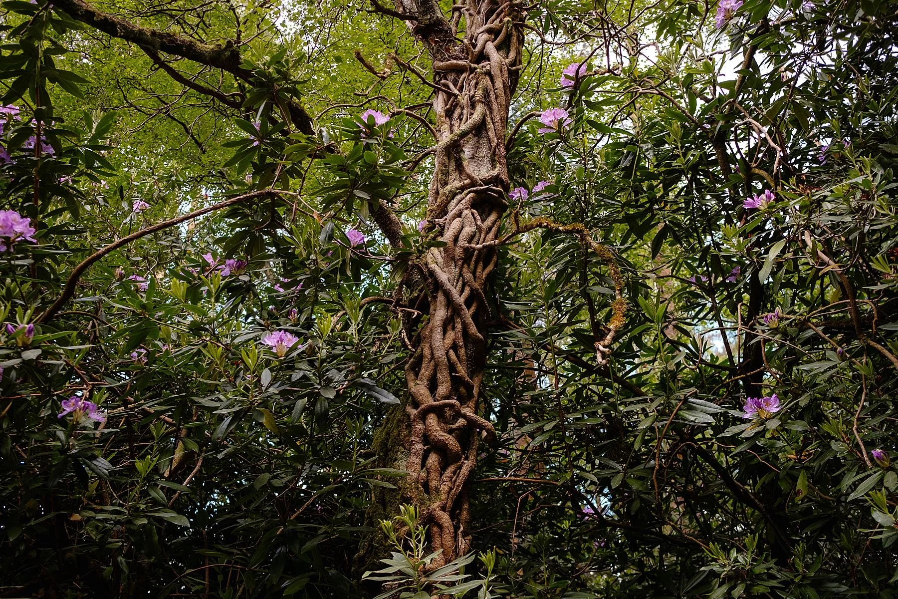 Nature as therapy