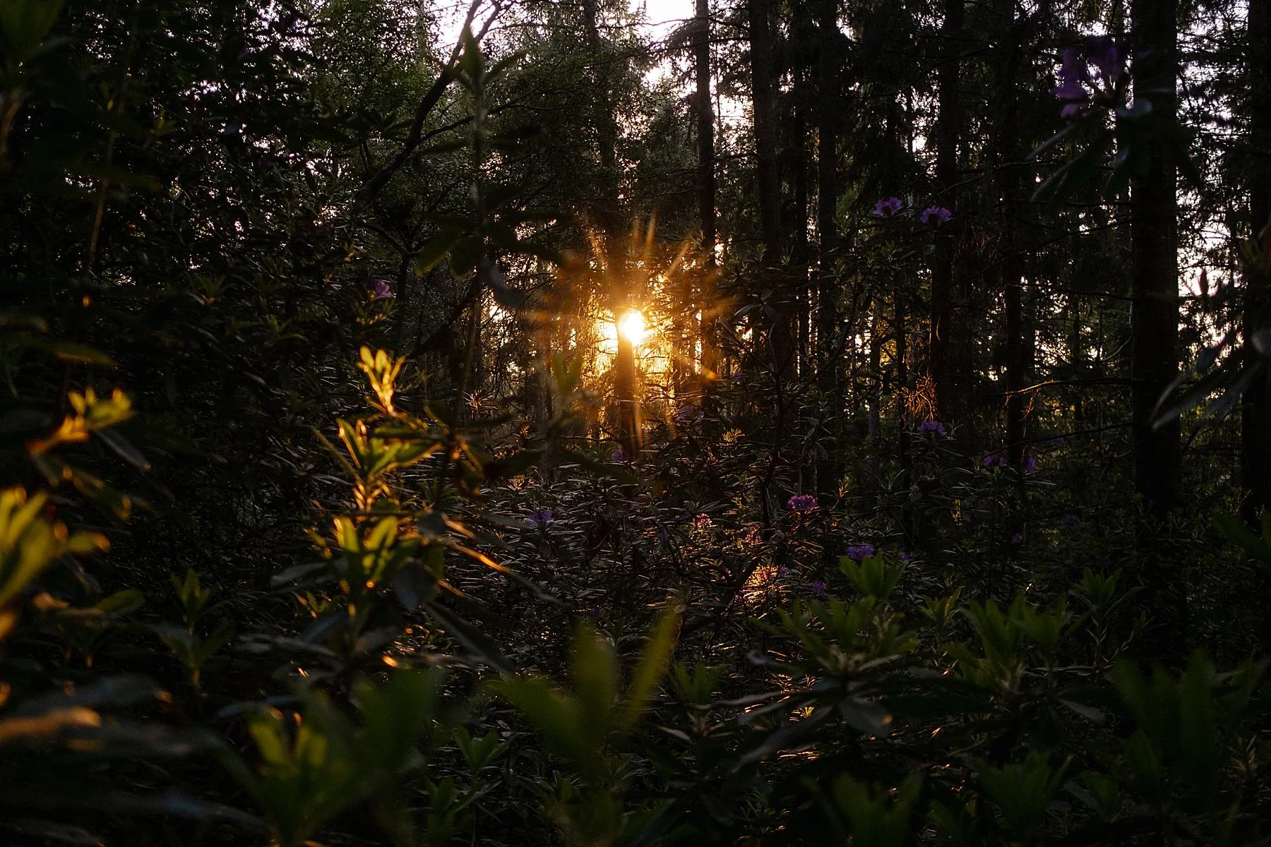 Nature as therapy