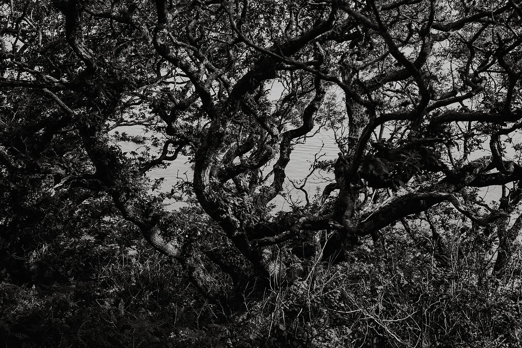 Nature is the original therapist &amp; guide.