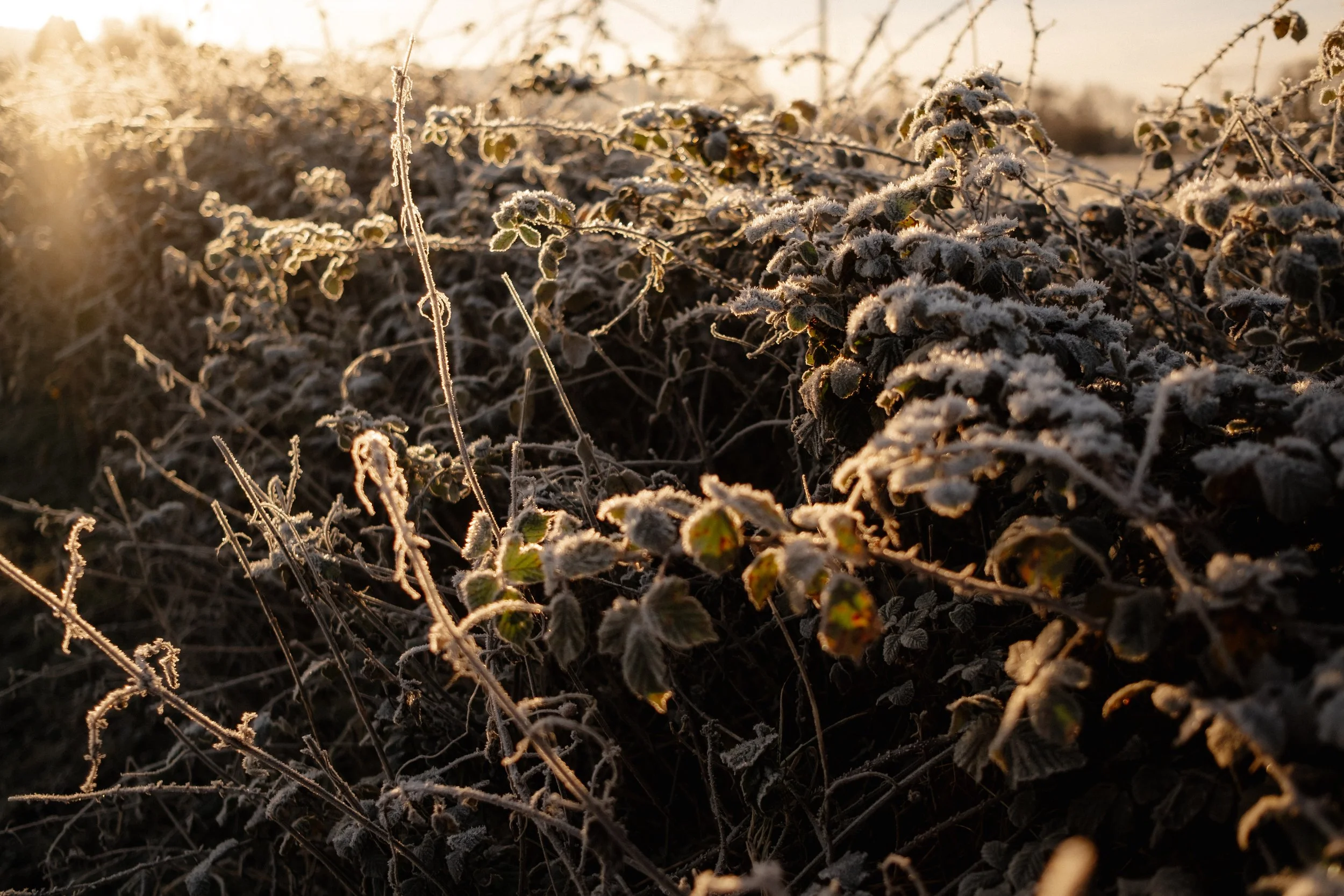 Connecting with Awe as a practice for healing.