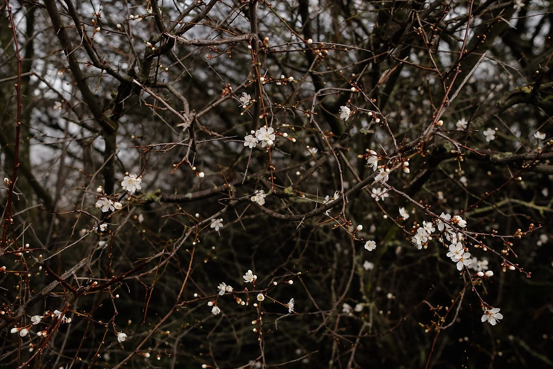 England Coast Path, Woolwich to Dartford.