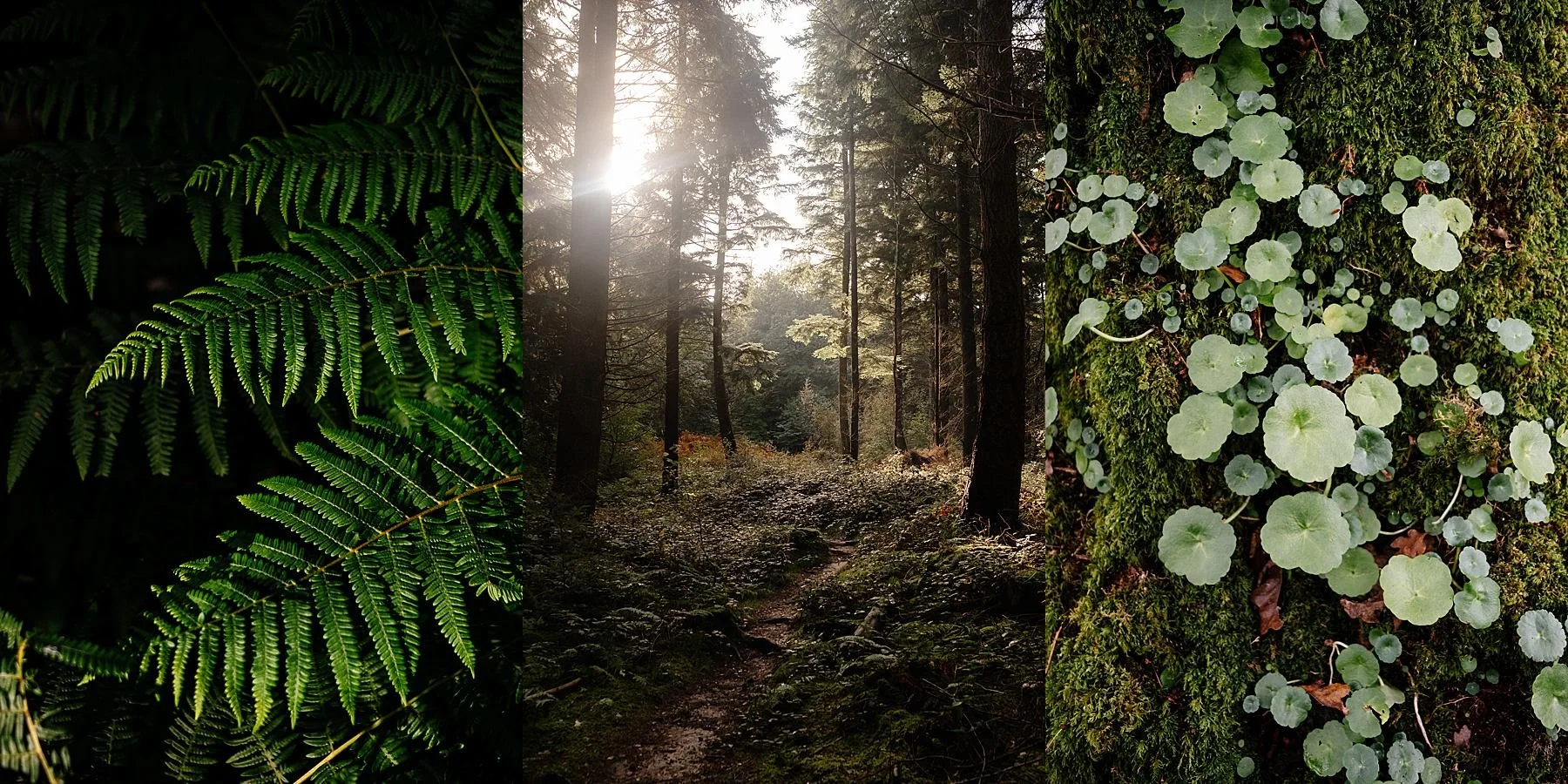 The trauma response that tells you that you are always doing something wrong. 