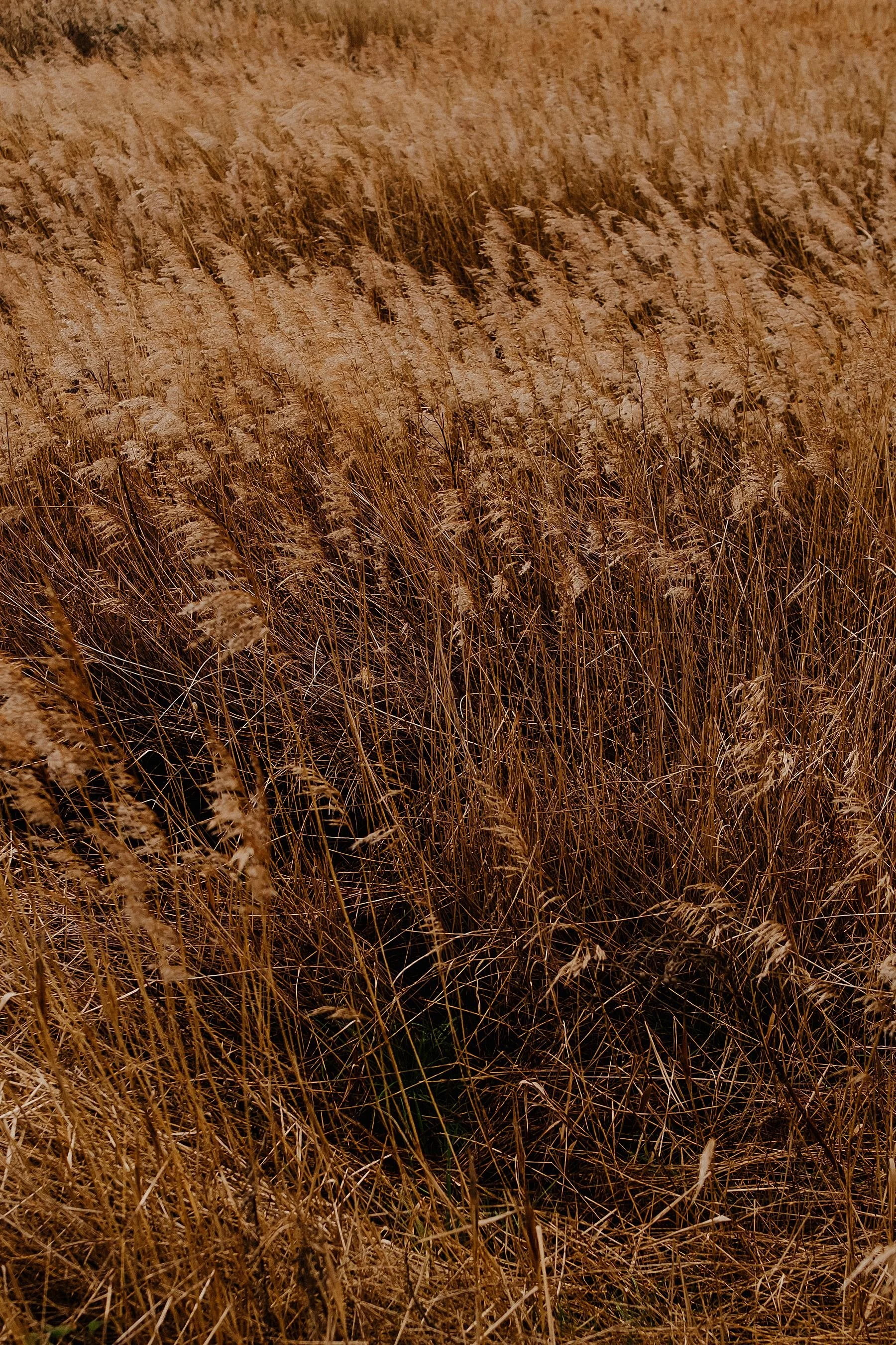 Dartford to Gravesend, England Coast Path Walk