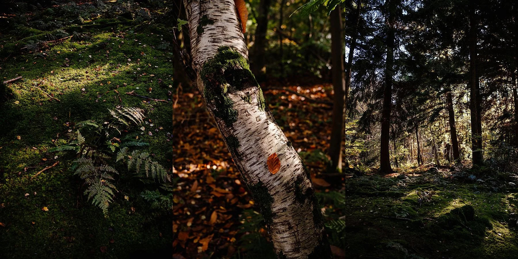 How to map your nervous system.