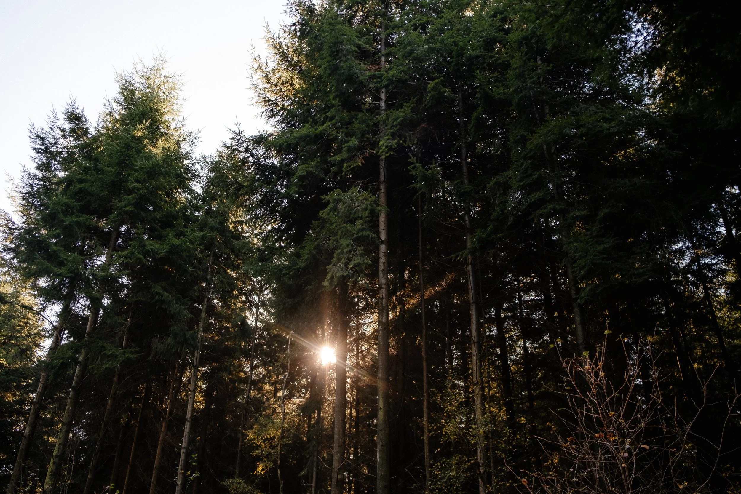 The art of pendulation for healing trauma.