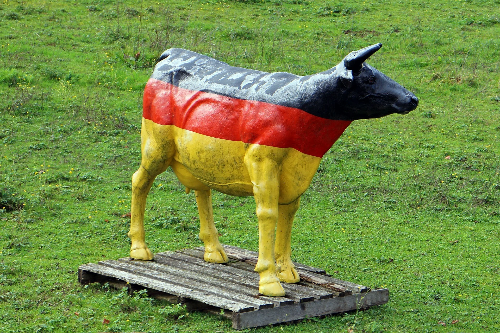 cow-491264_1920.jpg