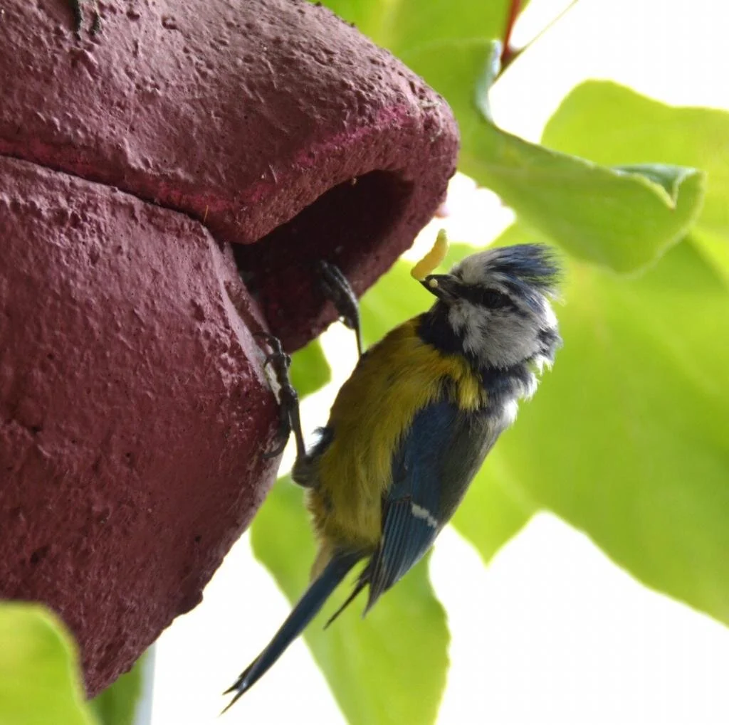 HOMESTEADING + PERMACULTURE