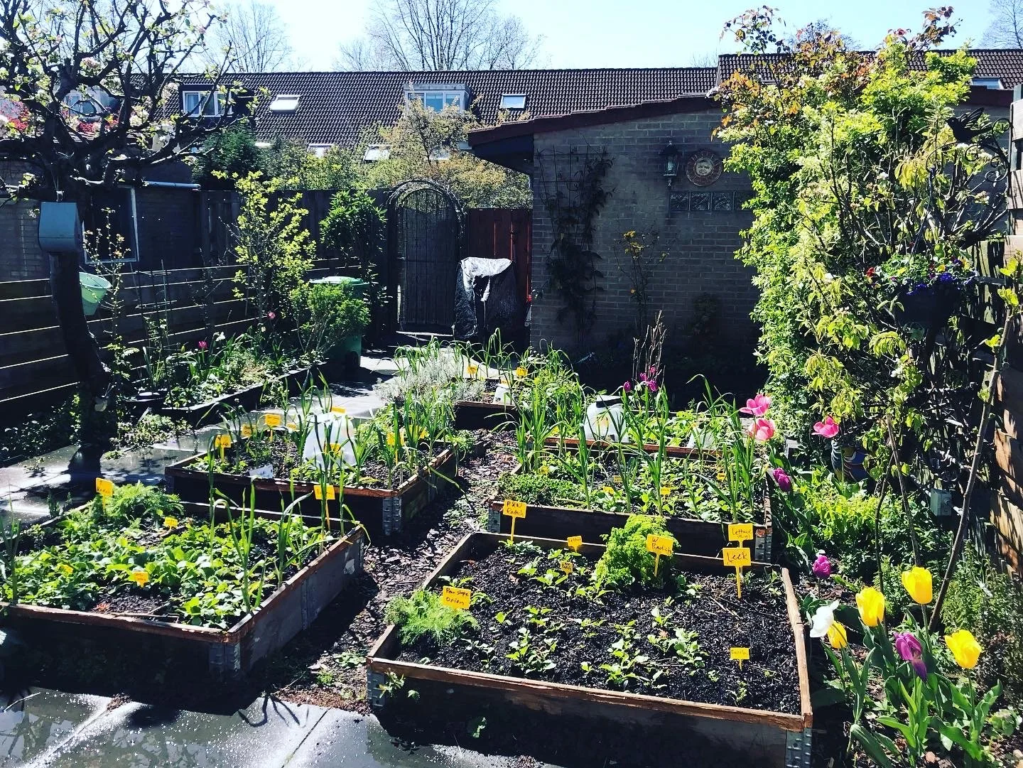 Absolute Beginner's Guide to Setting up an Urban Edible Garden 