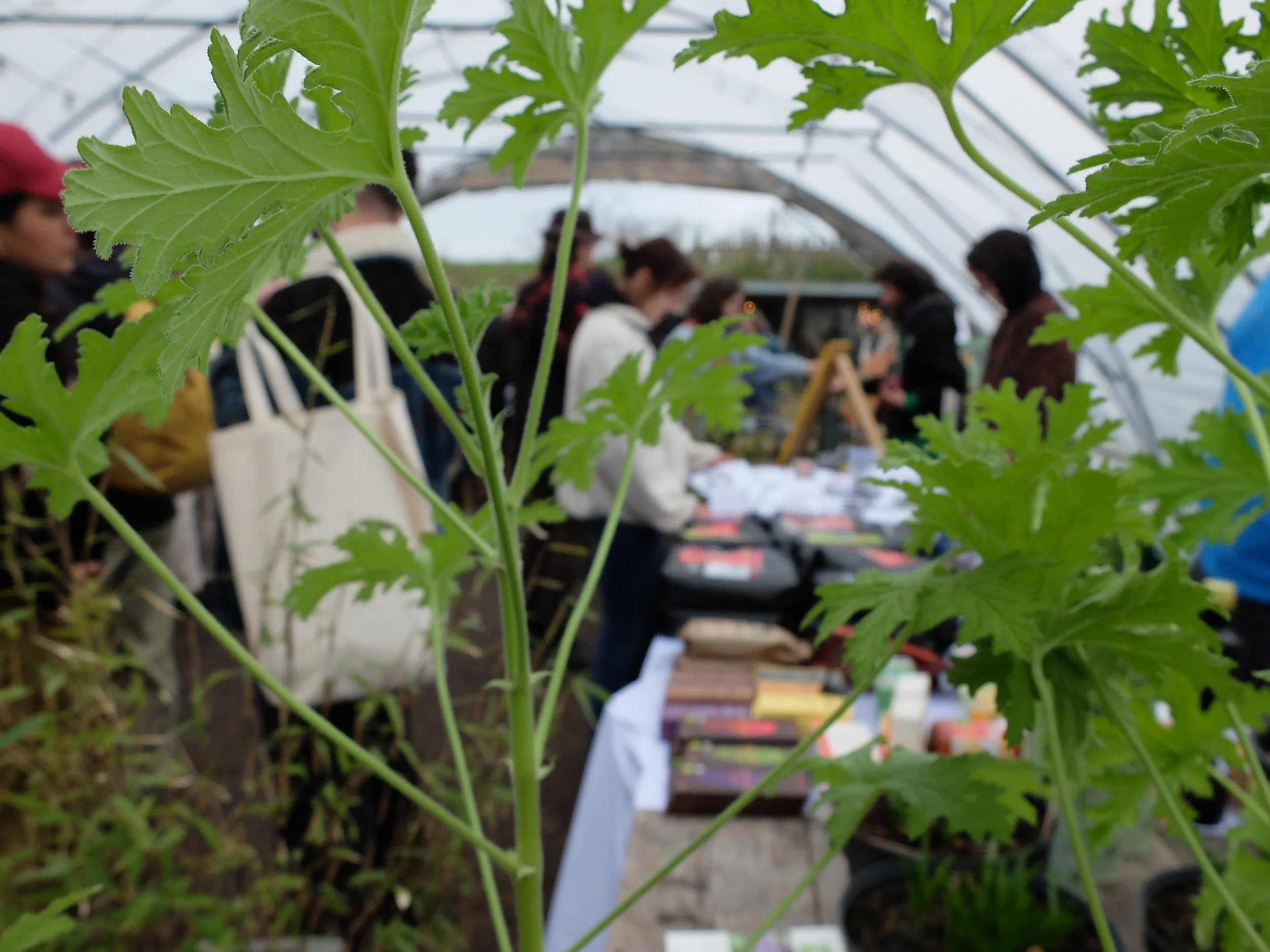 Reclaim the seeds 2025