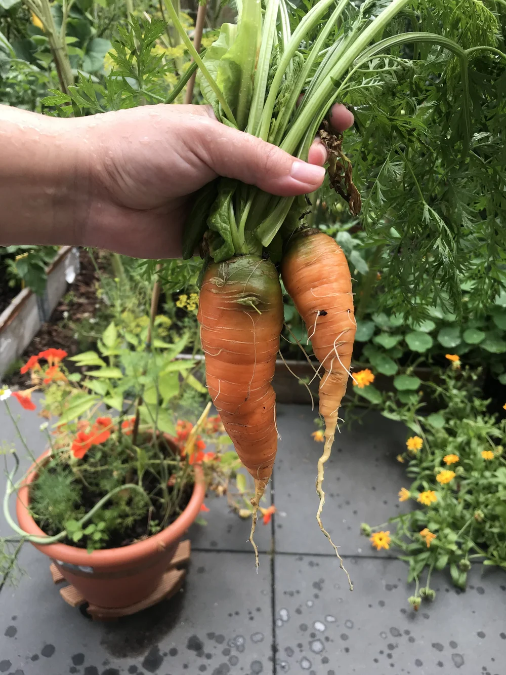 15.year 1 carrots.jpeg
