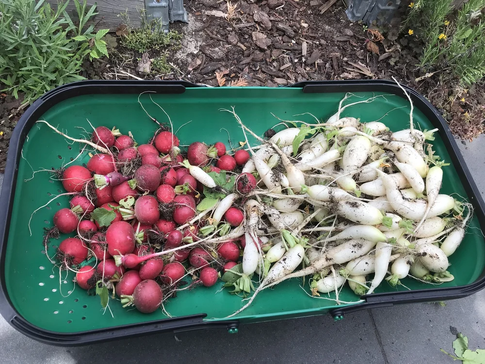 19.radish harvest.jpeg