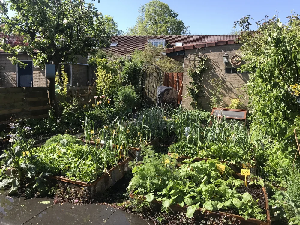 17.year 2 garden 2.jpeg