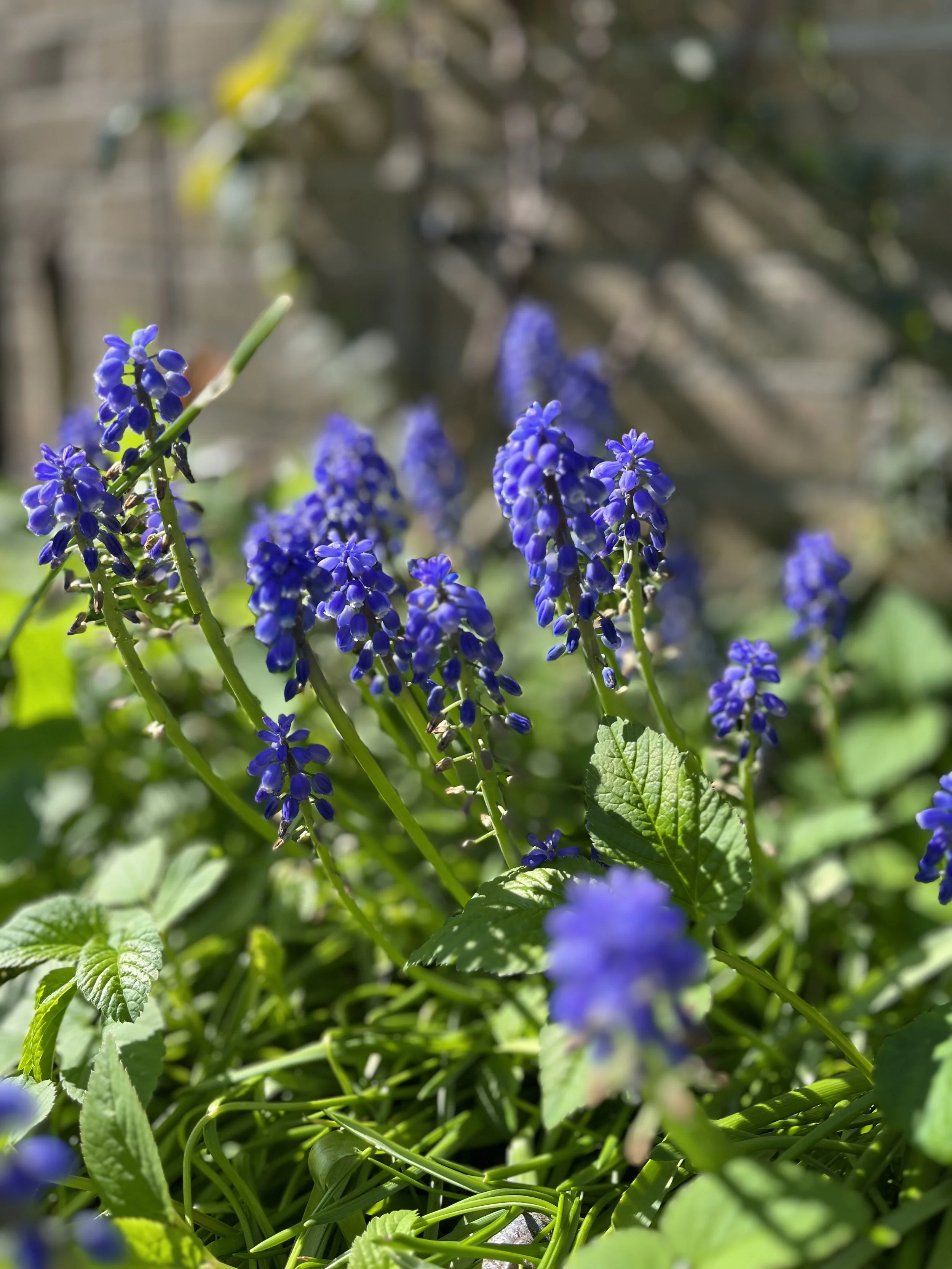 20.muscari flowers.jpeg