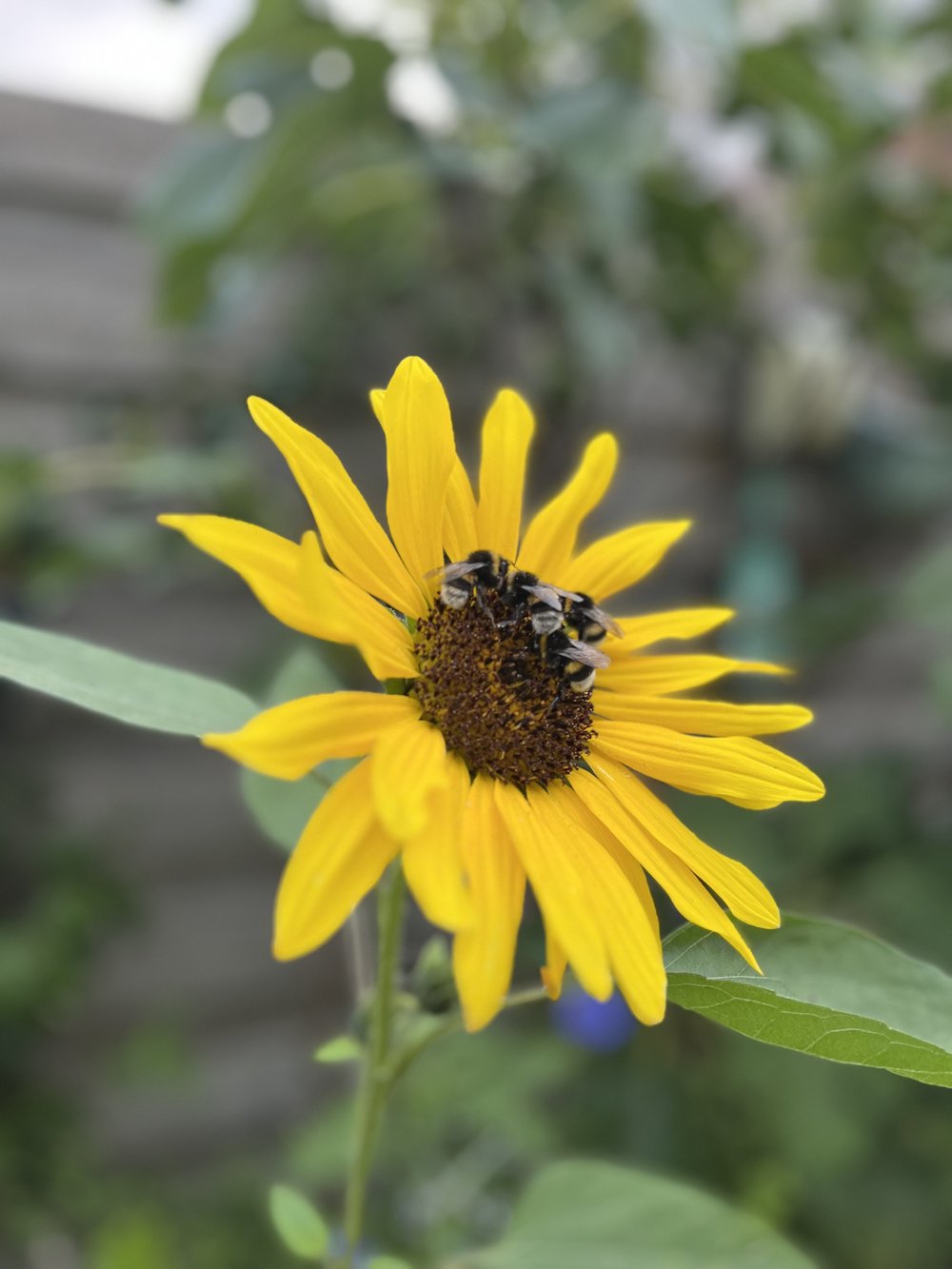 22.sunflower with bumbles 2.jpeg