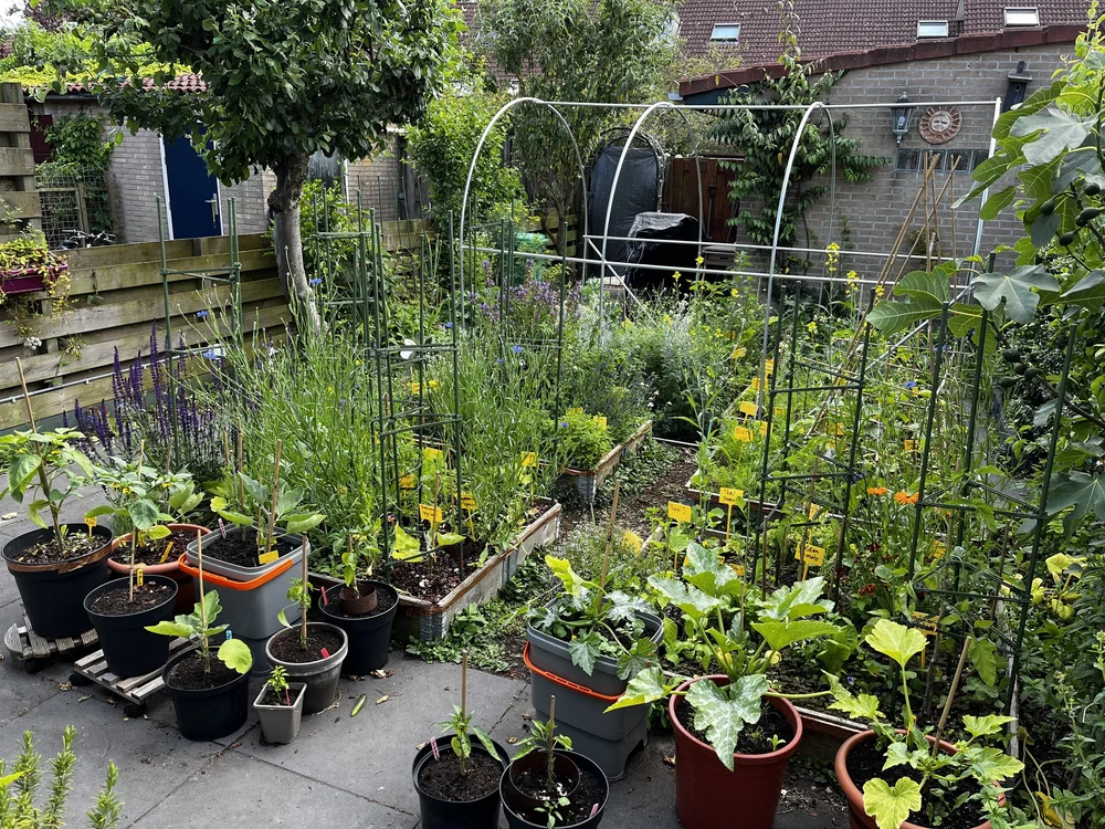 25.year 4 garden.jpeg