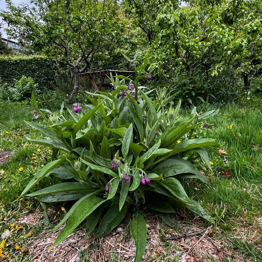 comfrey.jpeg