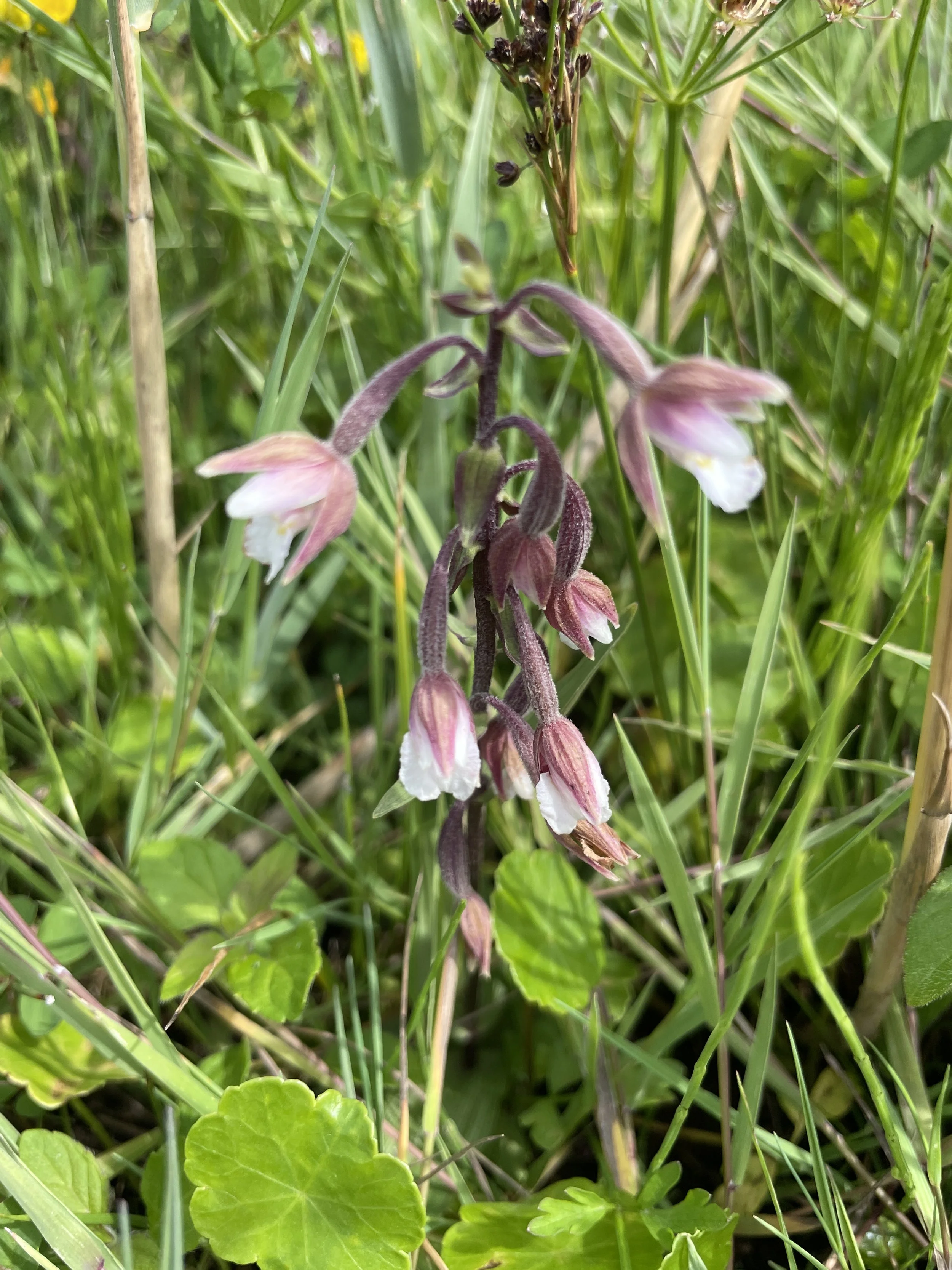 Marsh orchid Wet dune valley.JPG