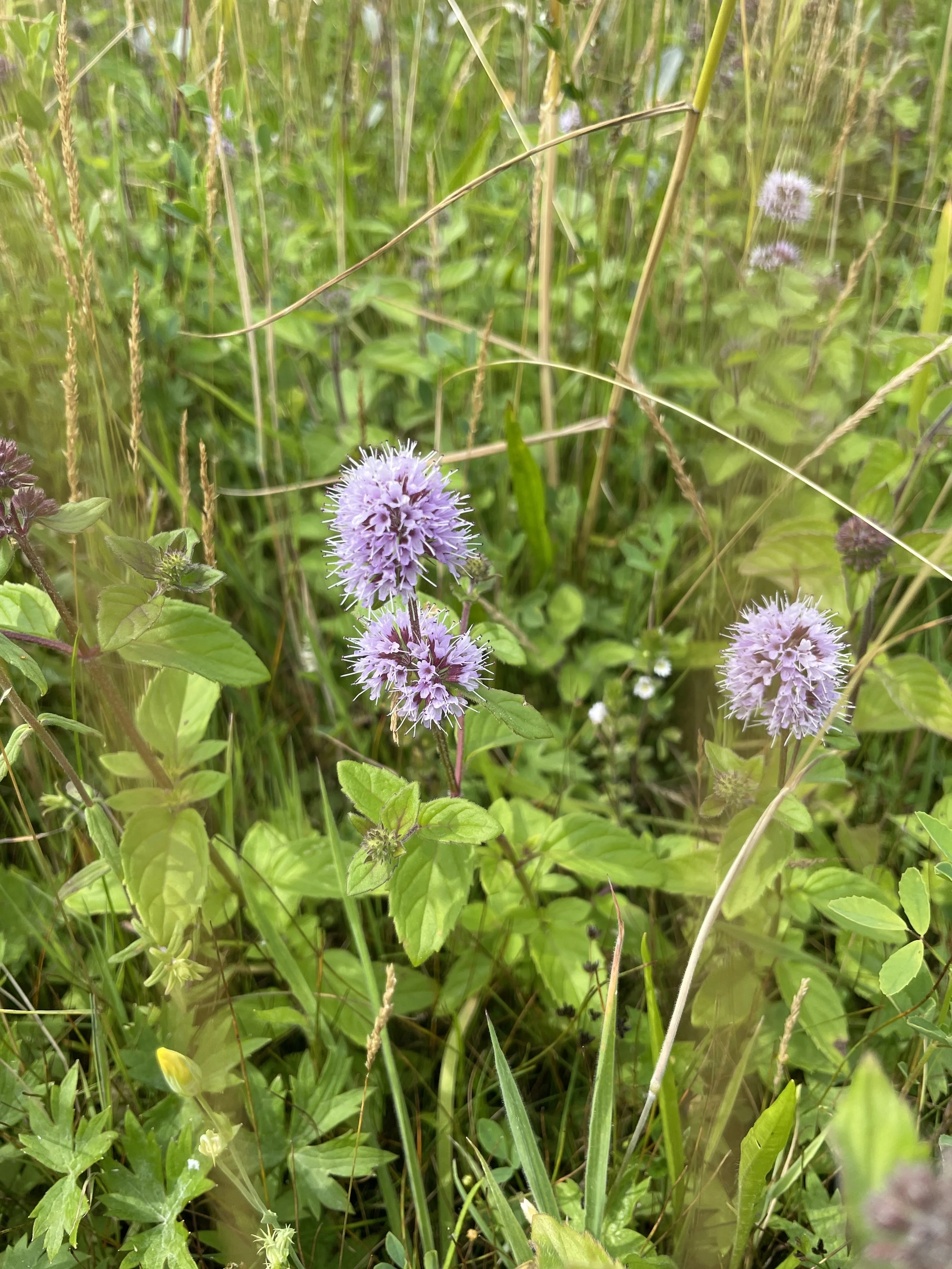 Wild mint wet valley IJmuiden.JPG