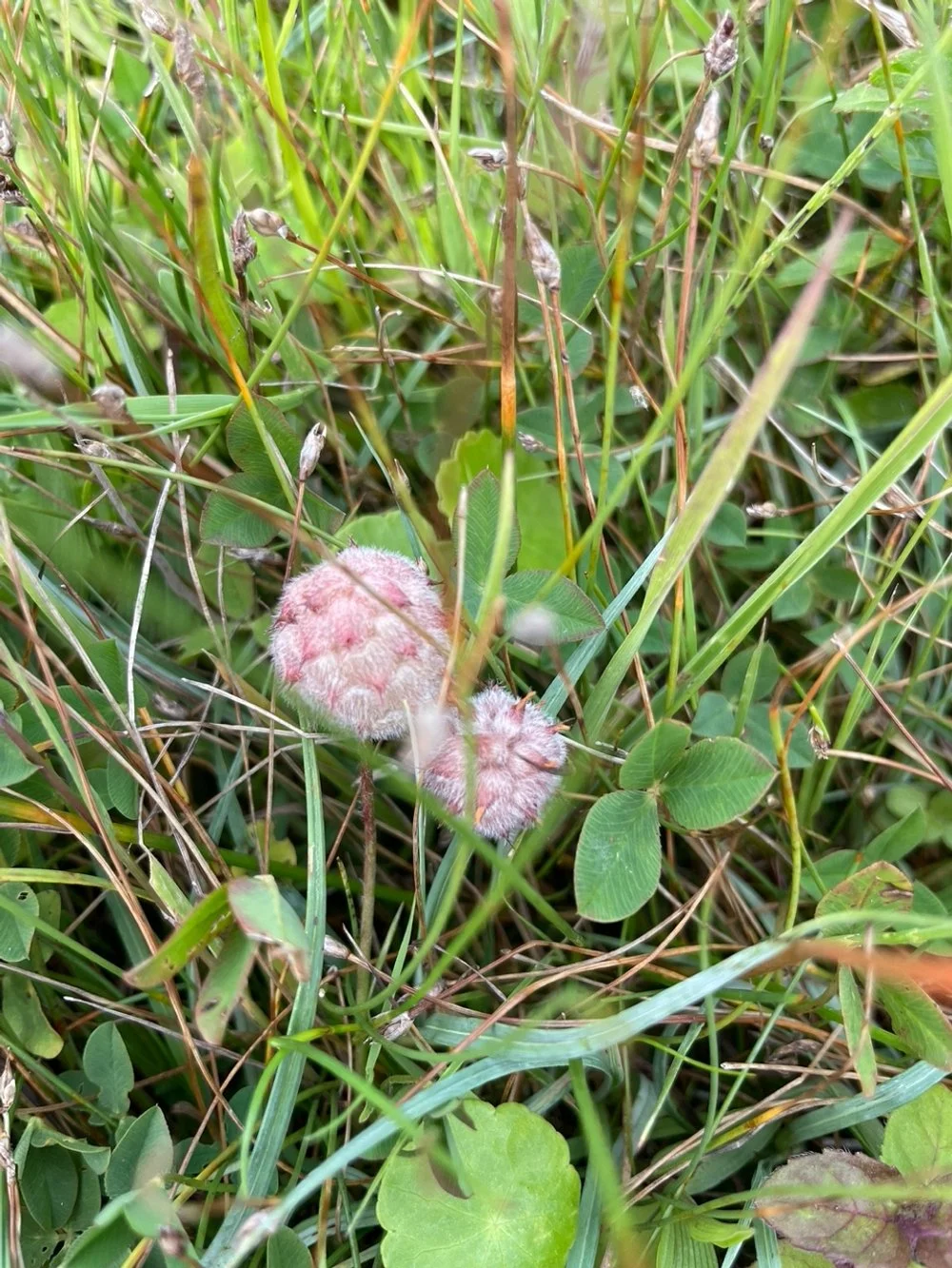 strawberry clover.jpeg