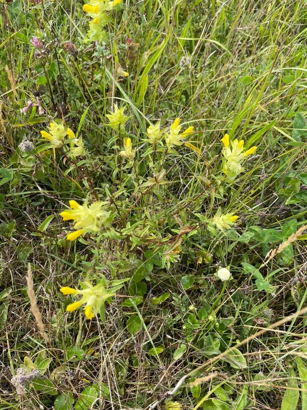 yellow rattle.jpeg