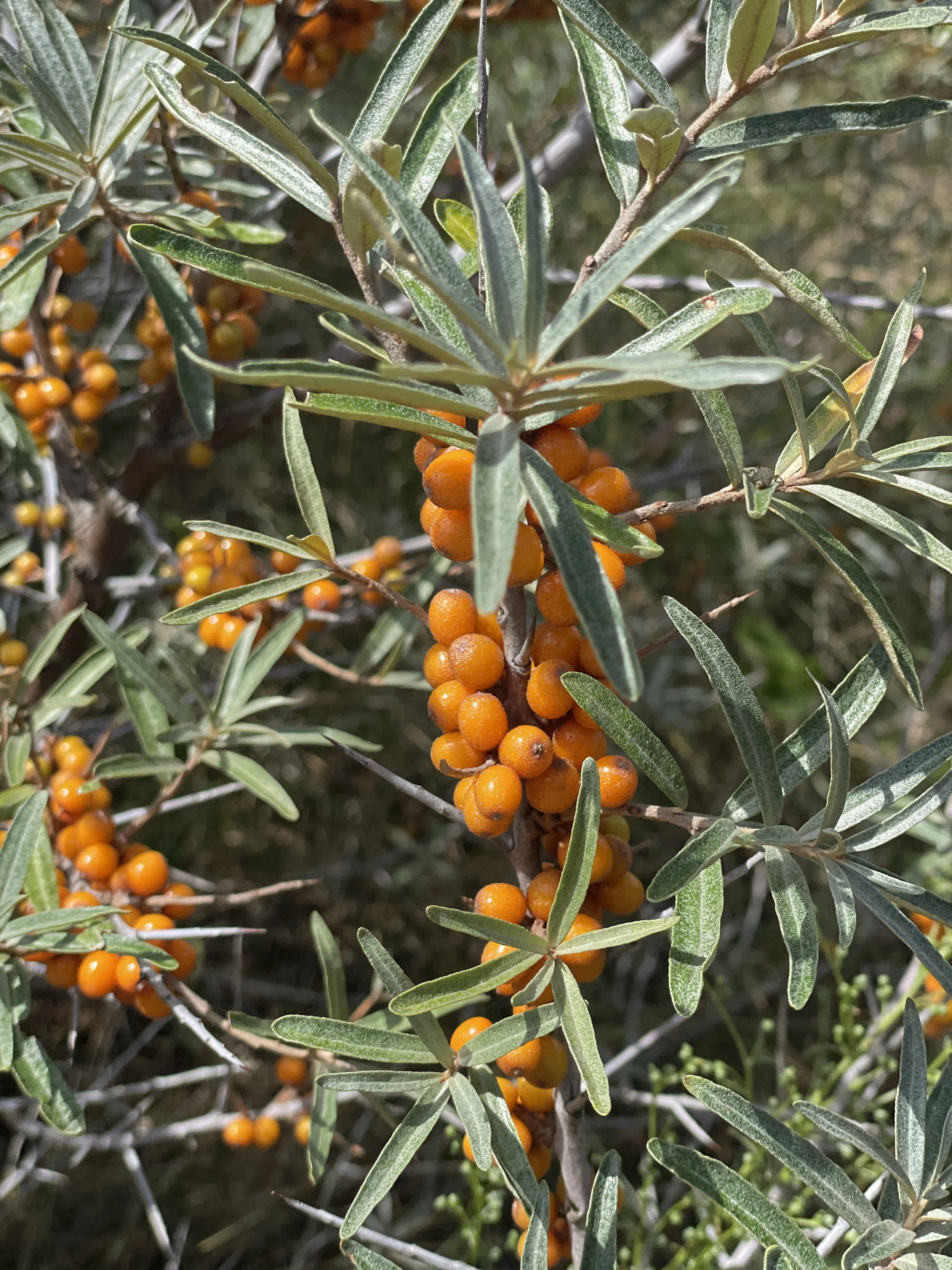 Sea buckthornJPG.JPG