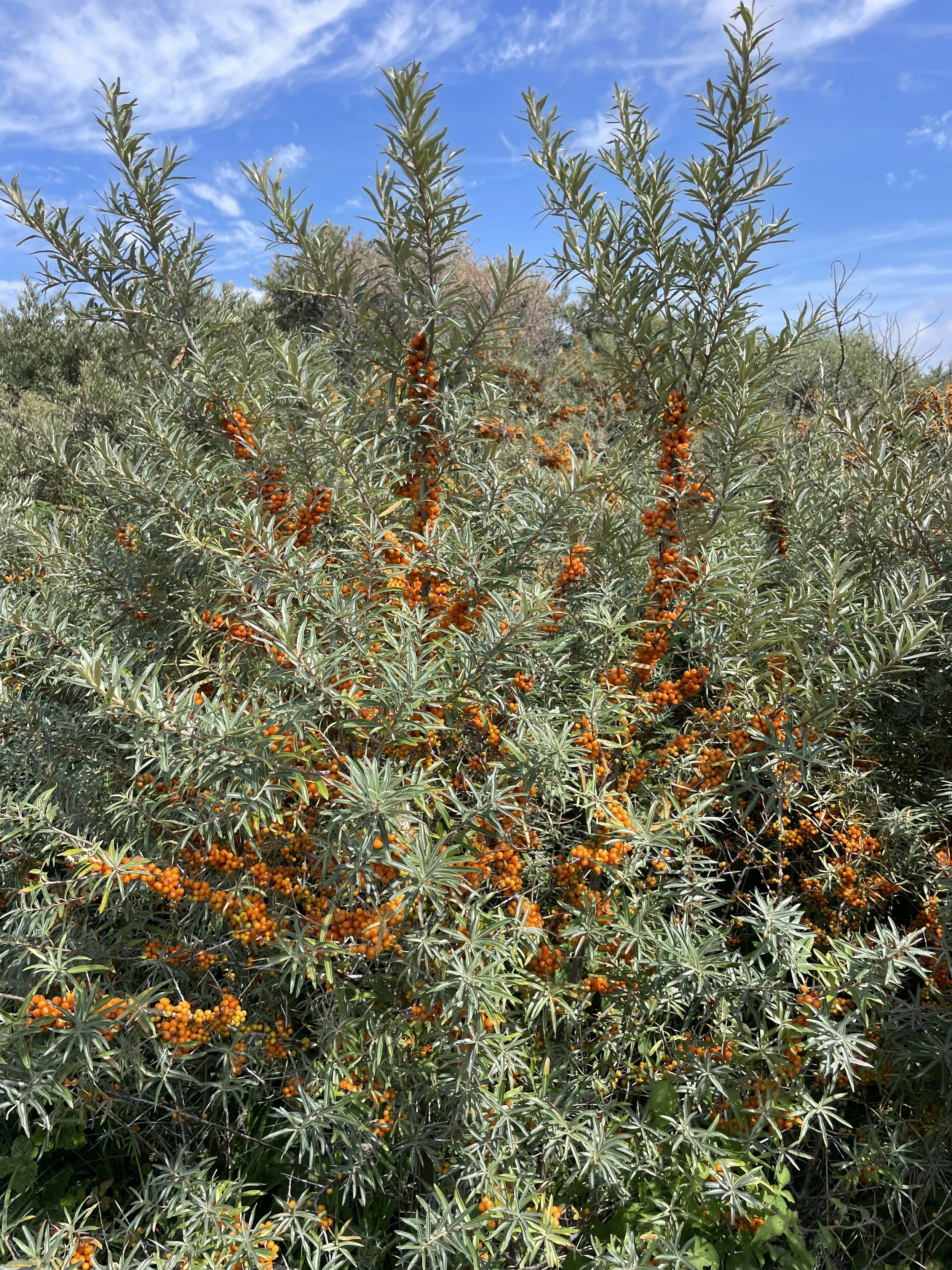 Dune thickets with sea buckthorn.JPG