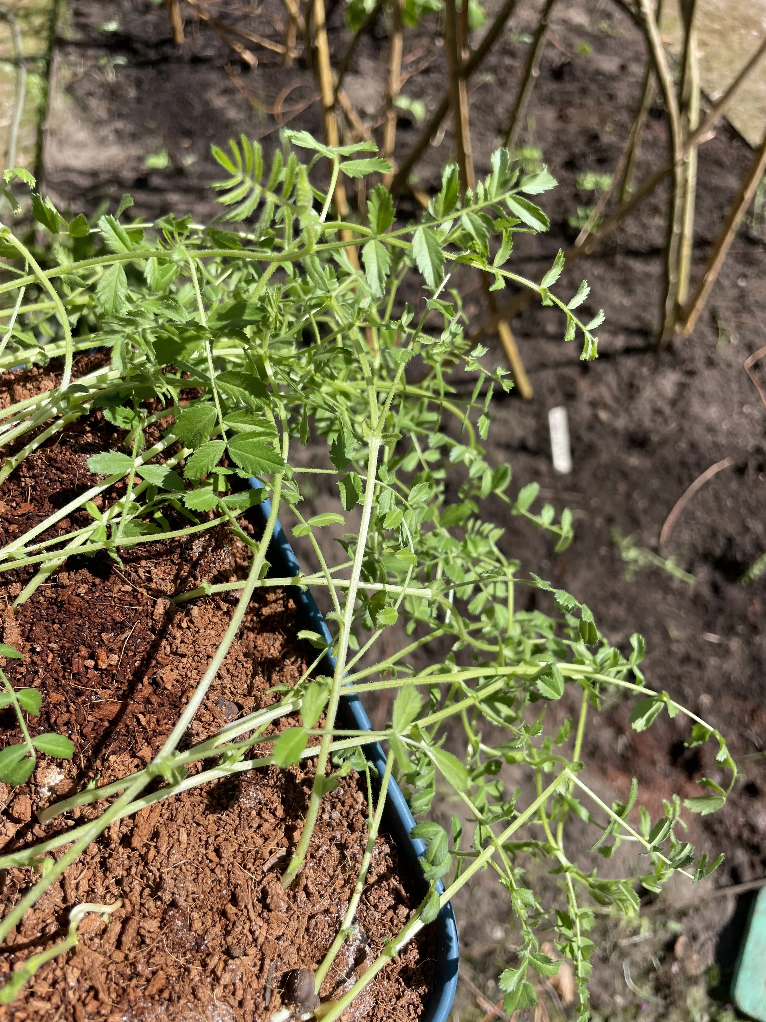 Young chickpea plants