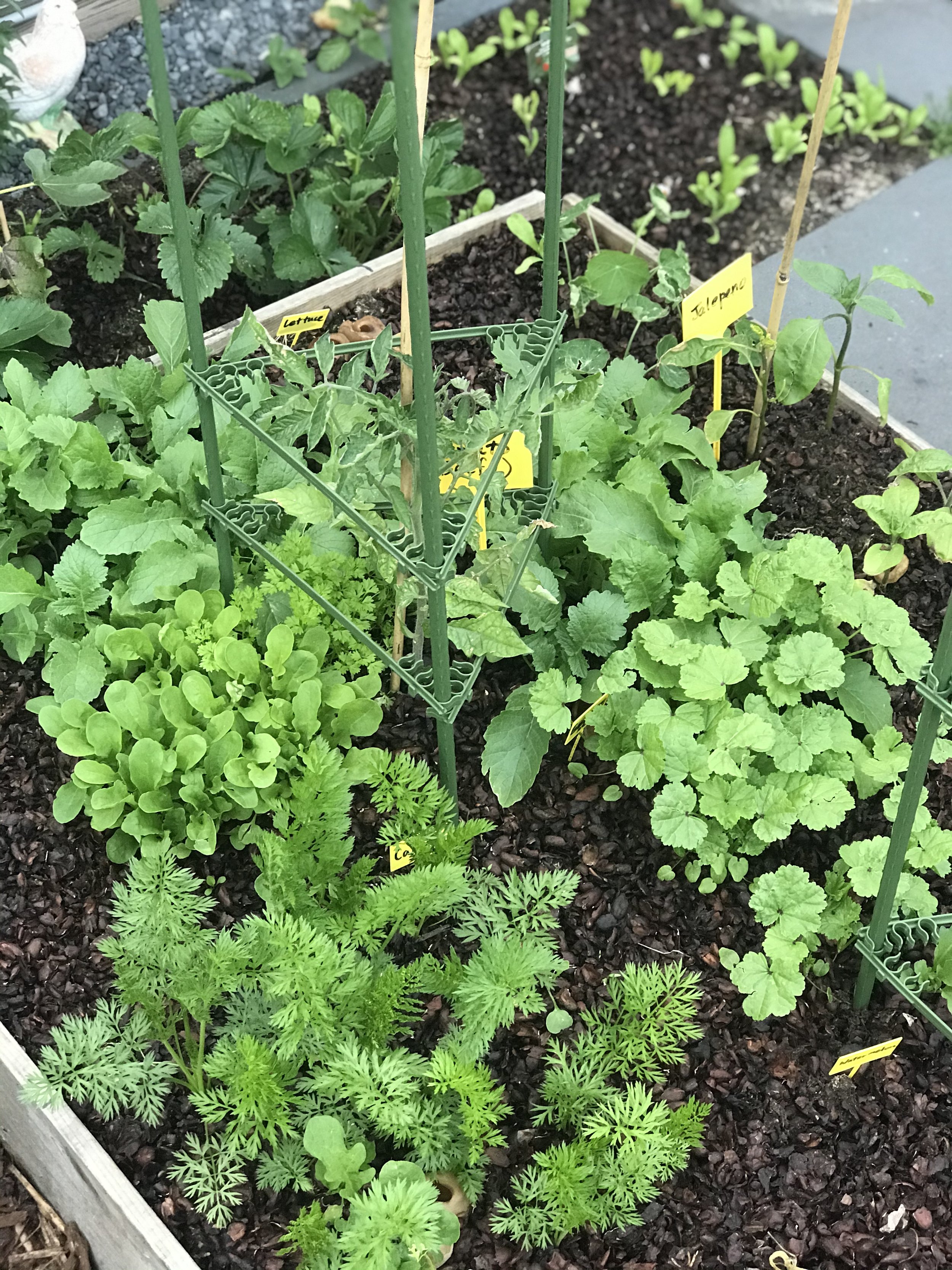 8.garden bed year 1.jpg