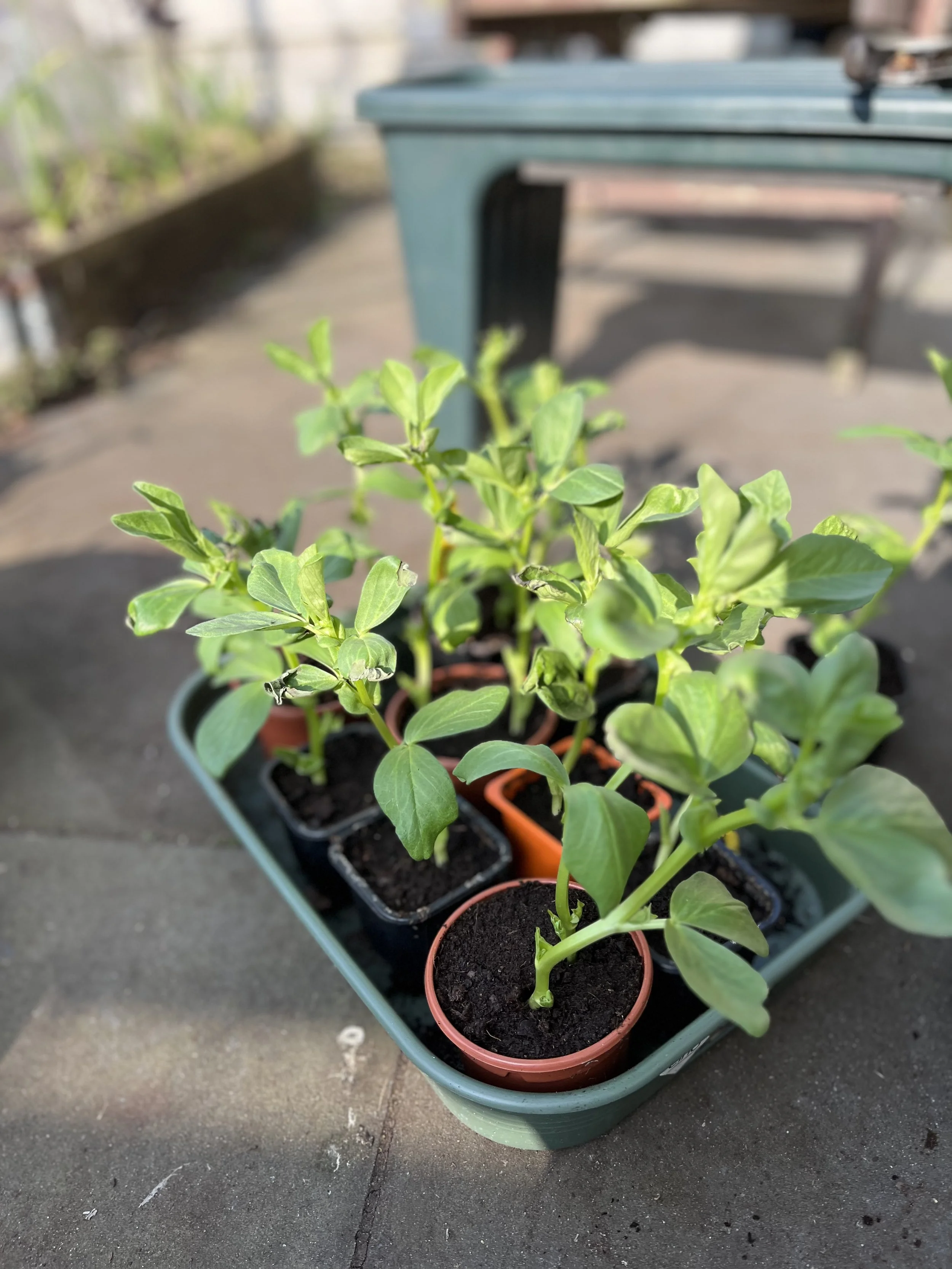 Amy's broad beans seedlings.jpeg