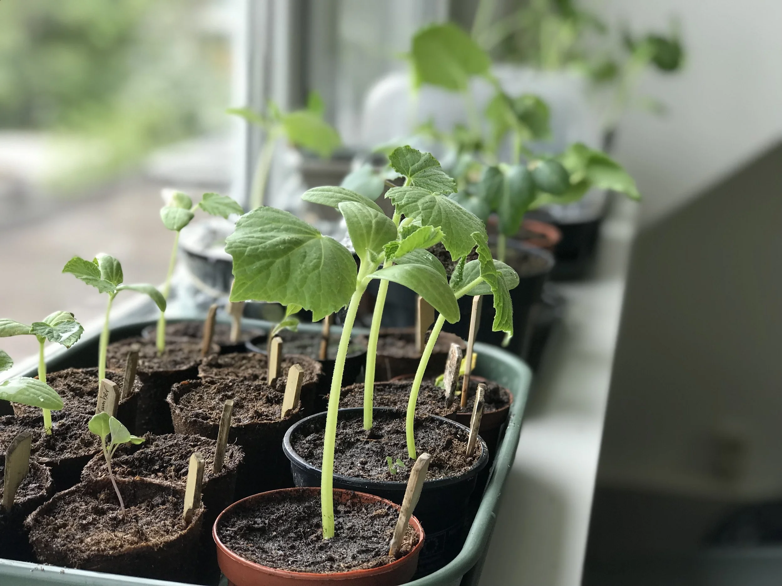 Seeds, Seedlings &amp; Biodiverse Gardening