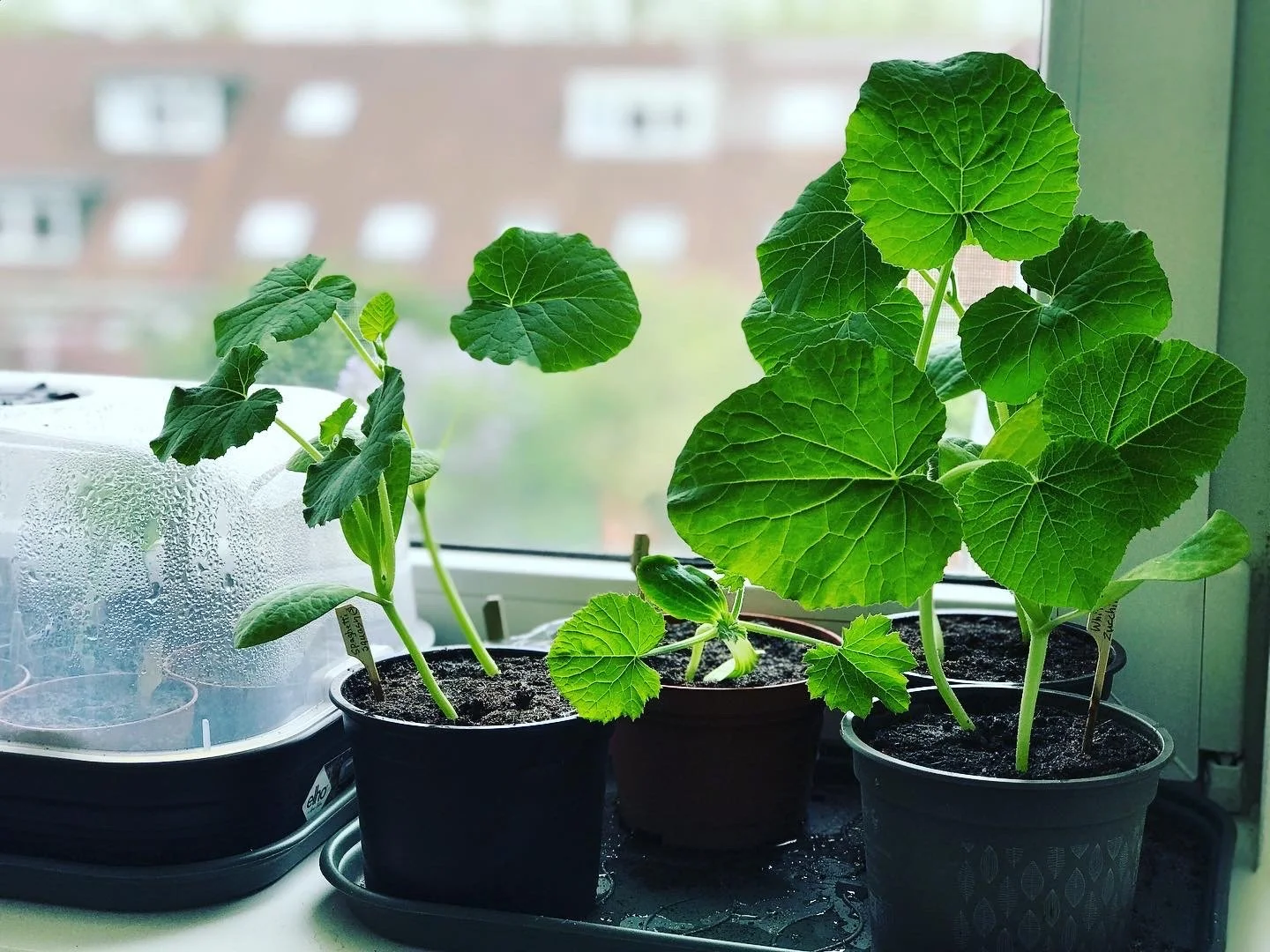 seedling close up.JPG