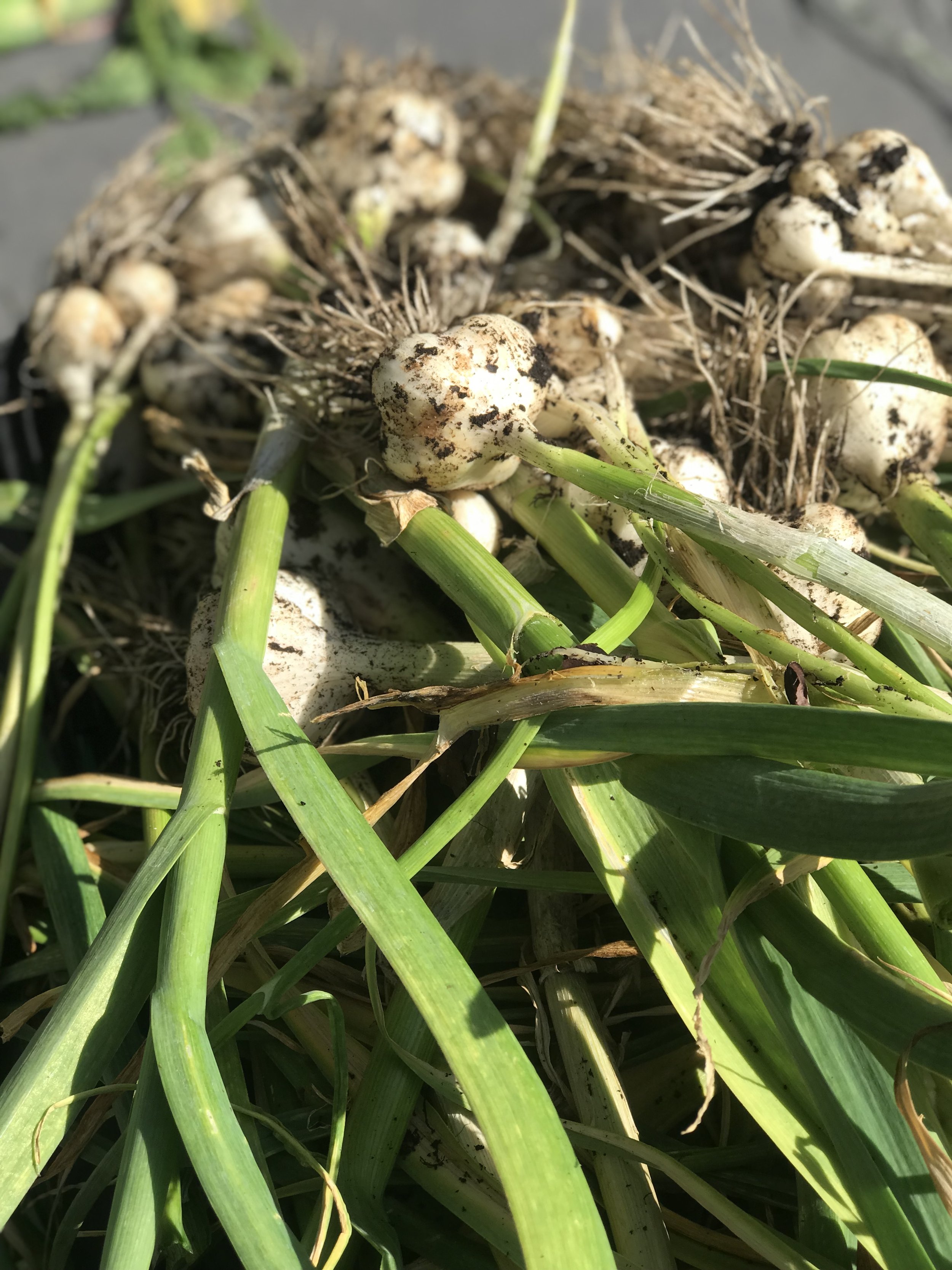 18.harvest garlic 2.jpg