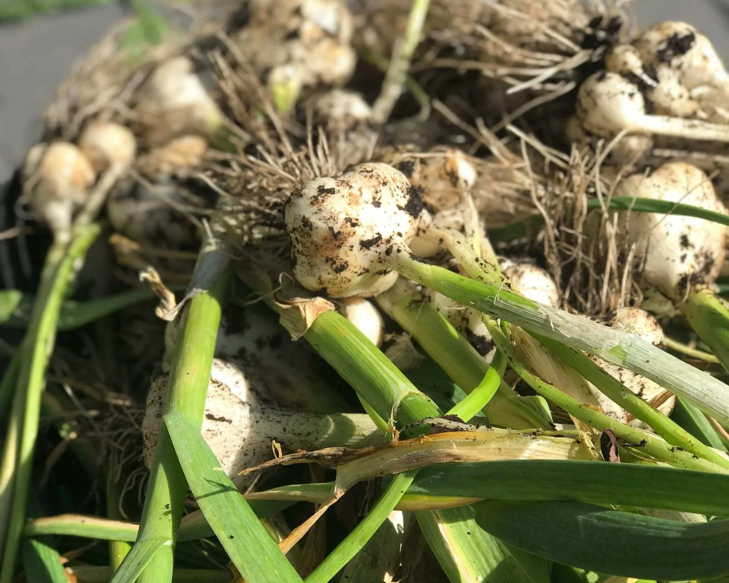 Soil Health &amp; Composting