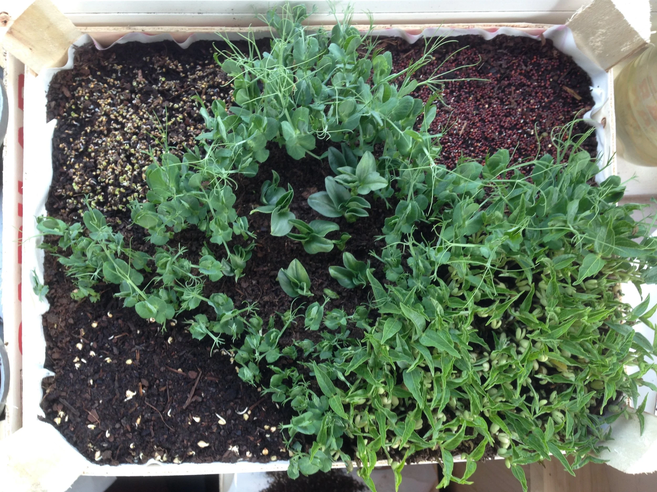 03_day10 newseeds.JPG