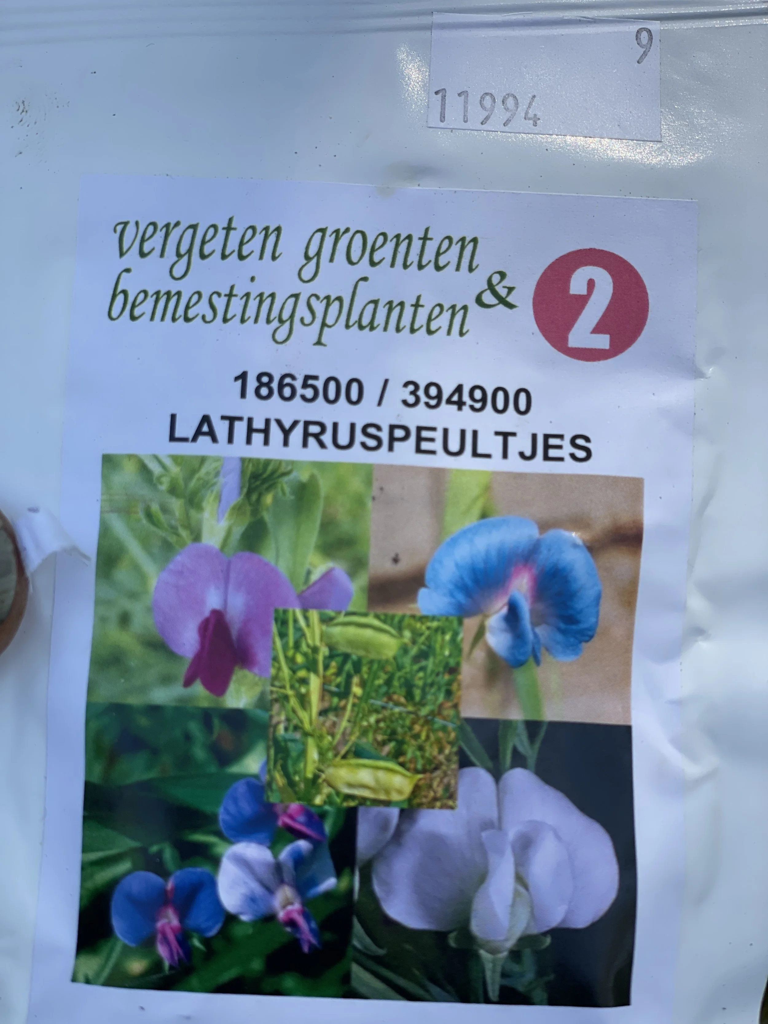 Edible lathyrus.JPG