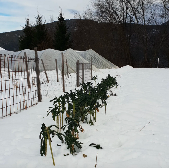 Winter harvest in the Tyrolean Alps: tall plants like kale are easy to access in deep snow.