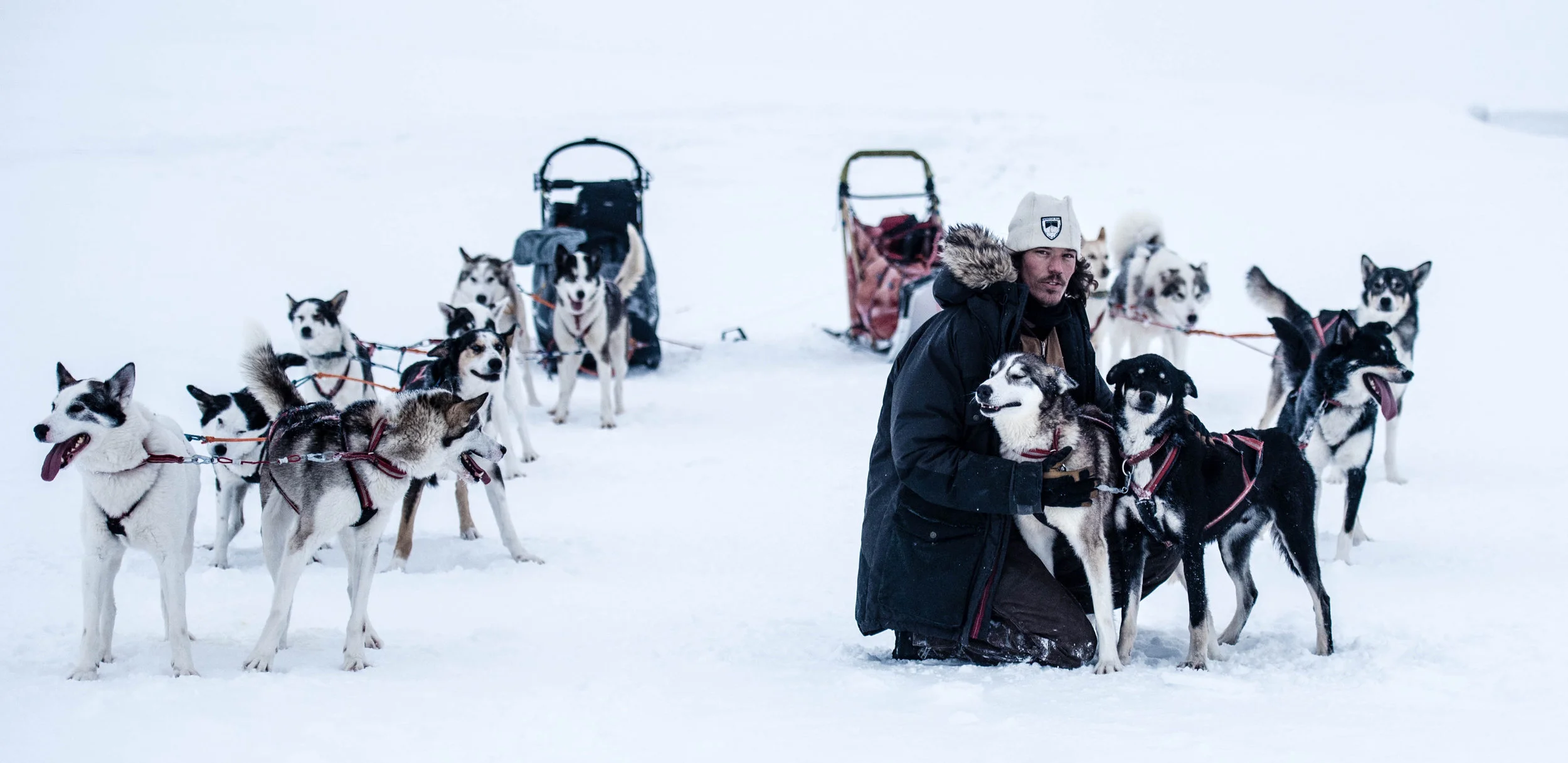 dog sledding in sälen sweden .jpg