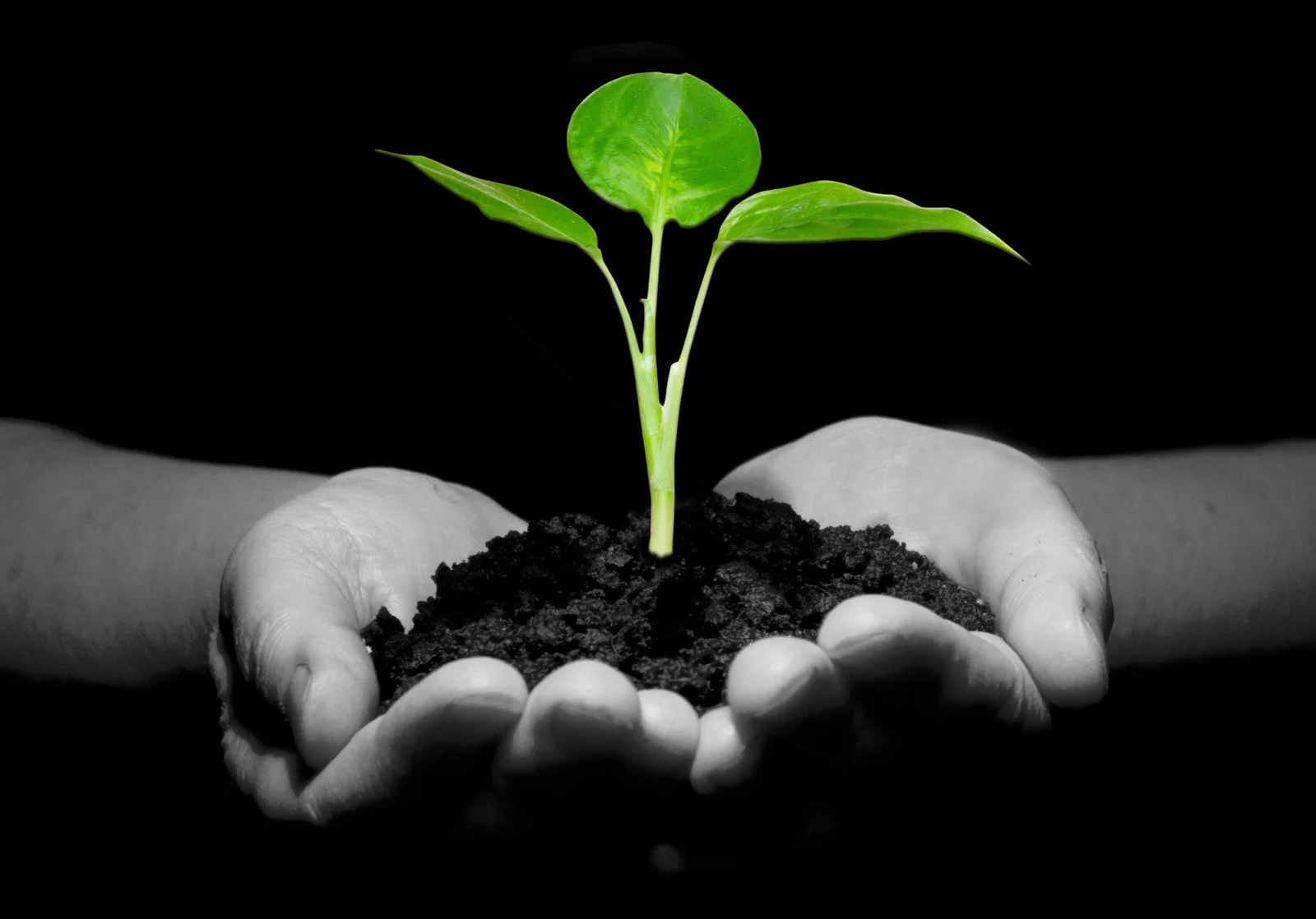 canstockphoto2886183.jpg