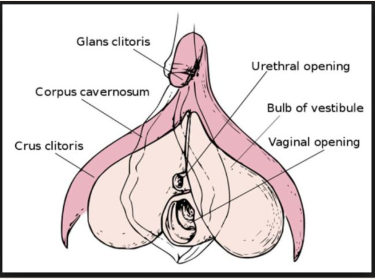 Anatomy.png