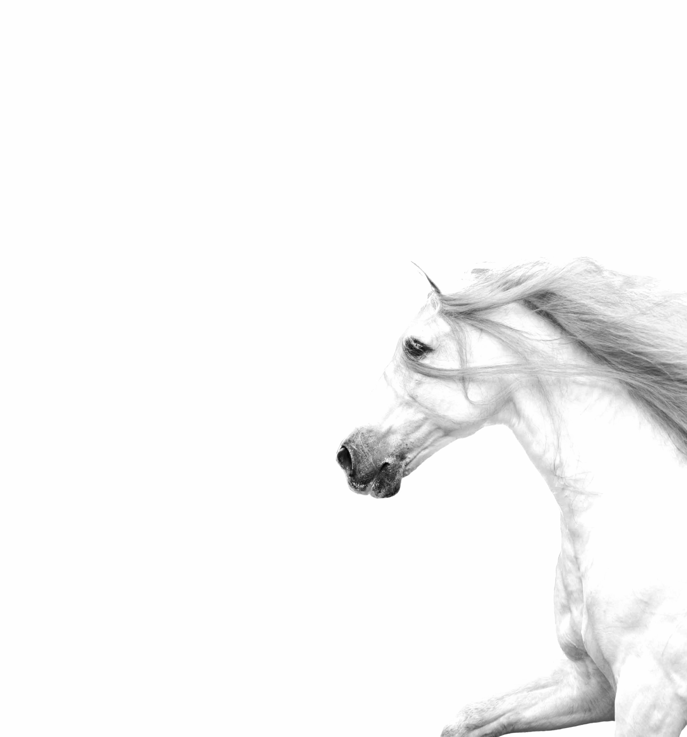 BW Stallion Square.jpg